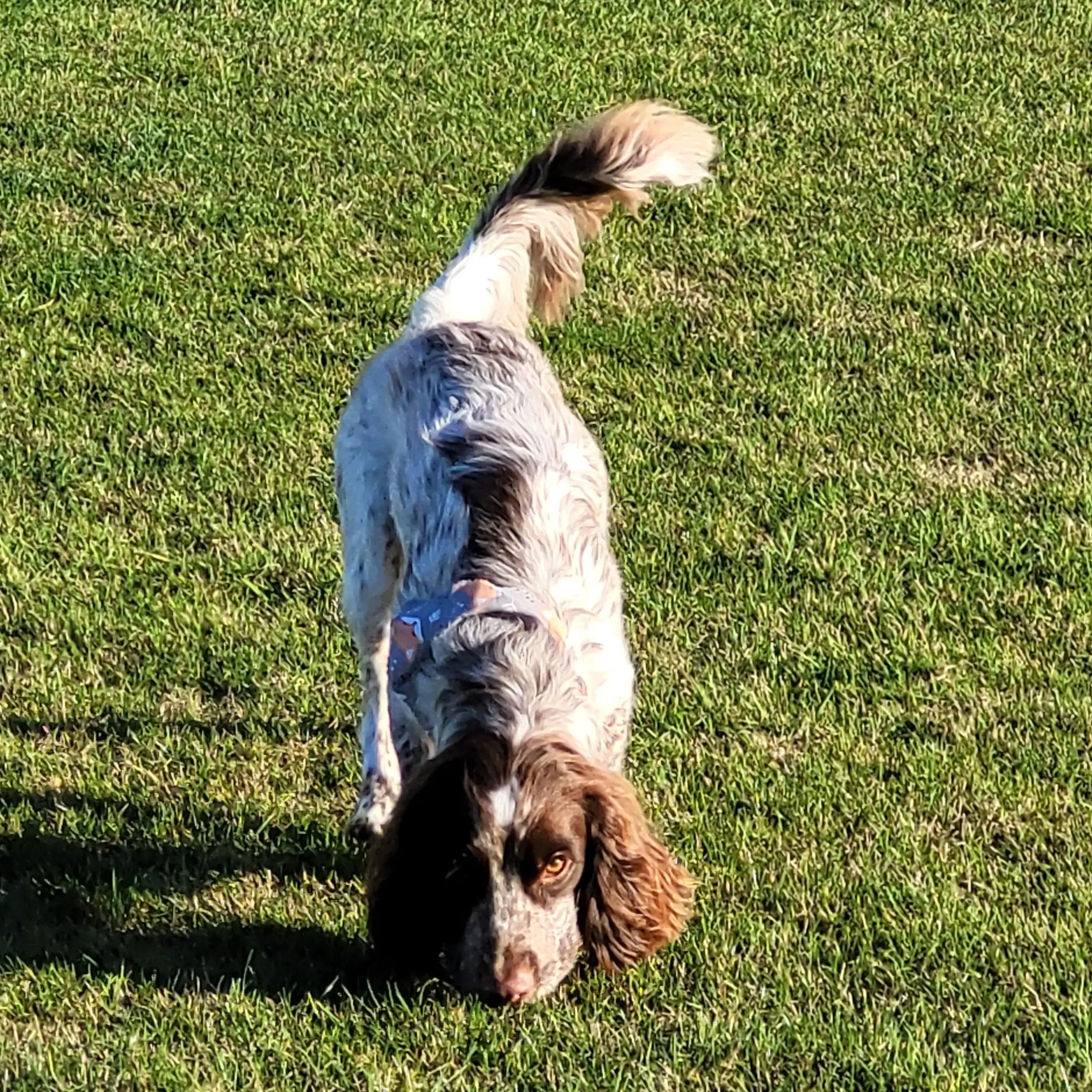English Springer Spaniel