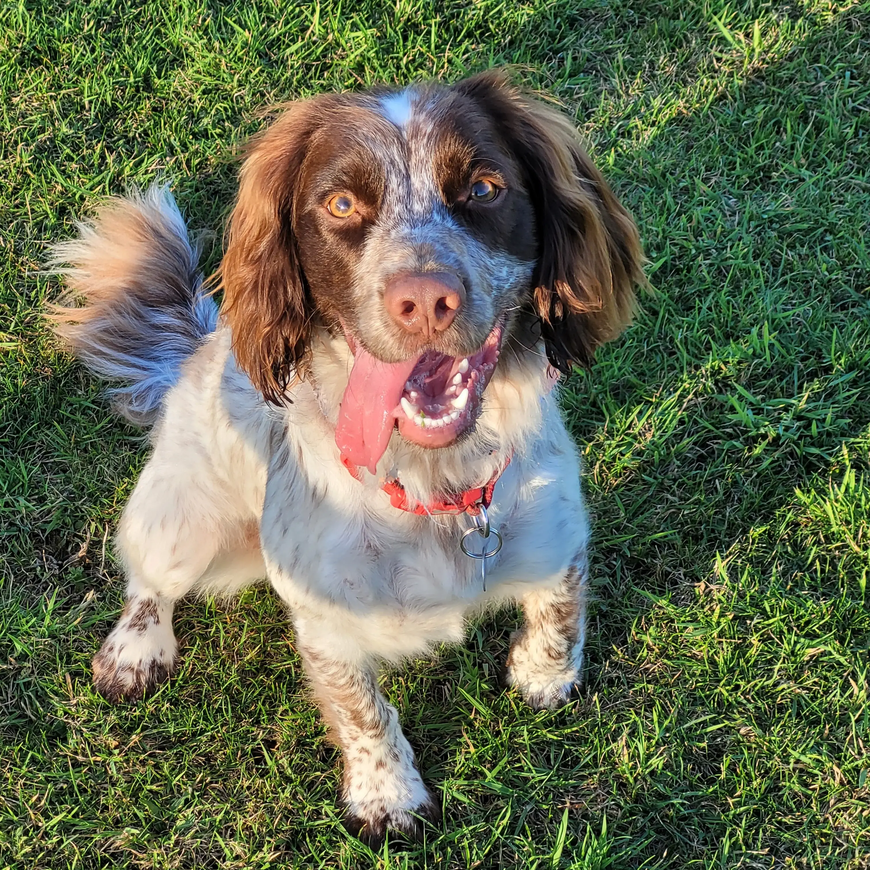 English Springer Spaniel
