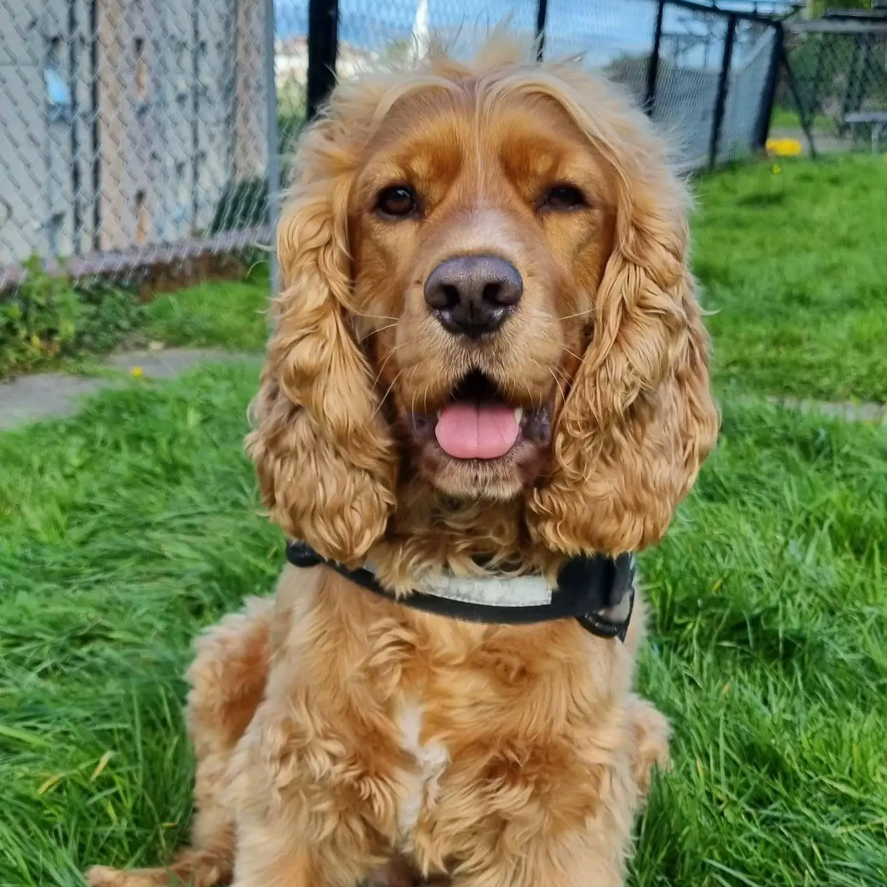 Cocker Spaniel (English)