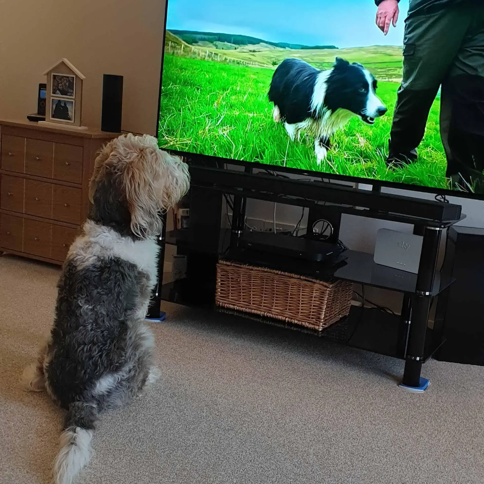 Basset Griffon Vendeen (Grand)