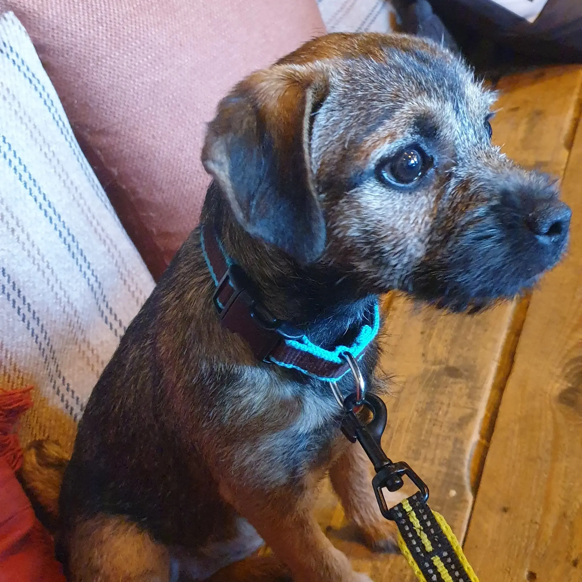 Border Terrier