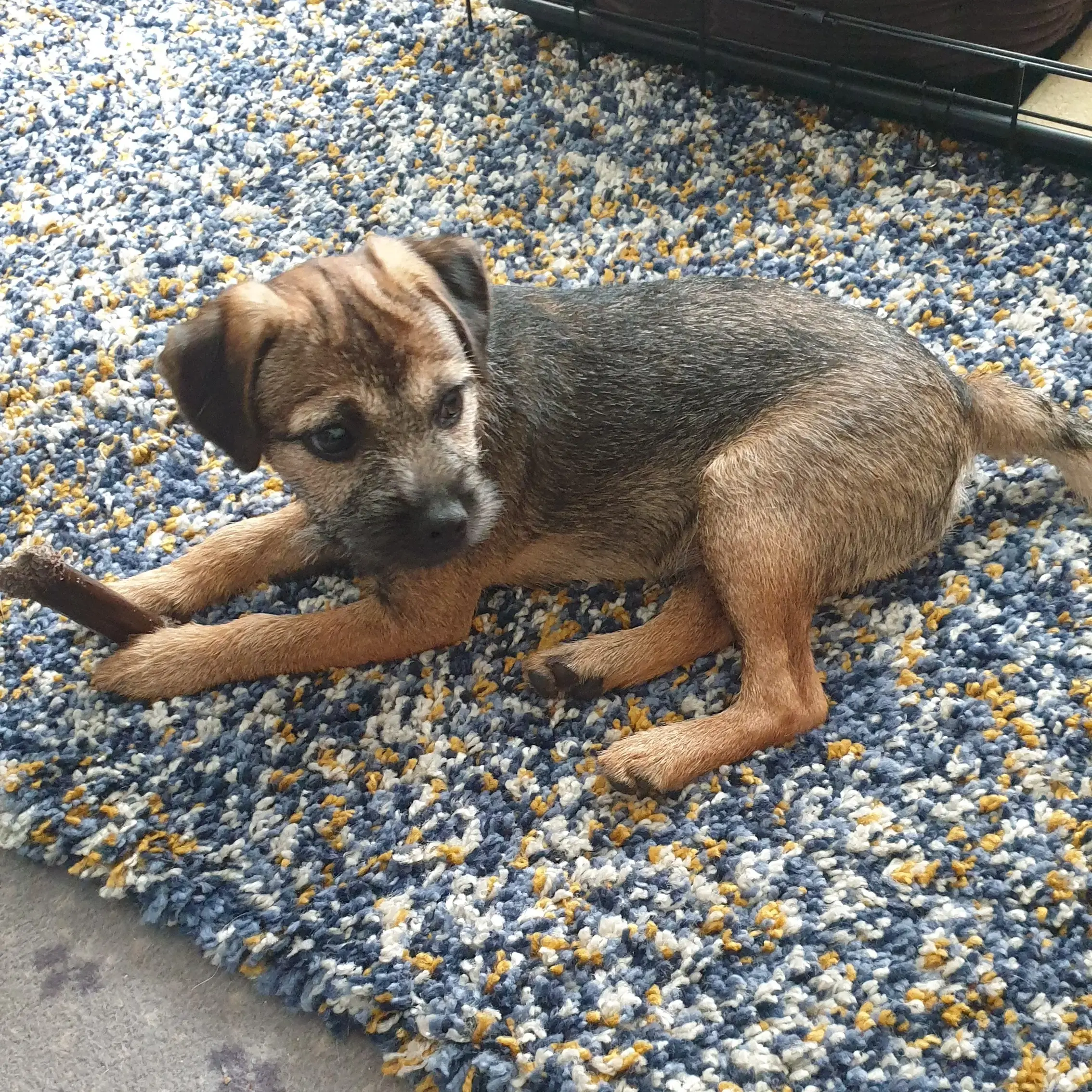 Border Terrier