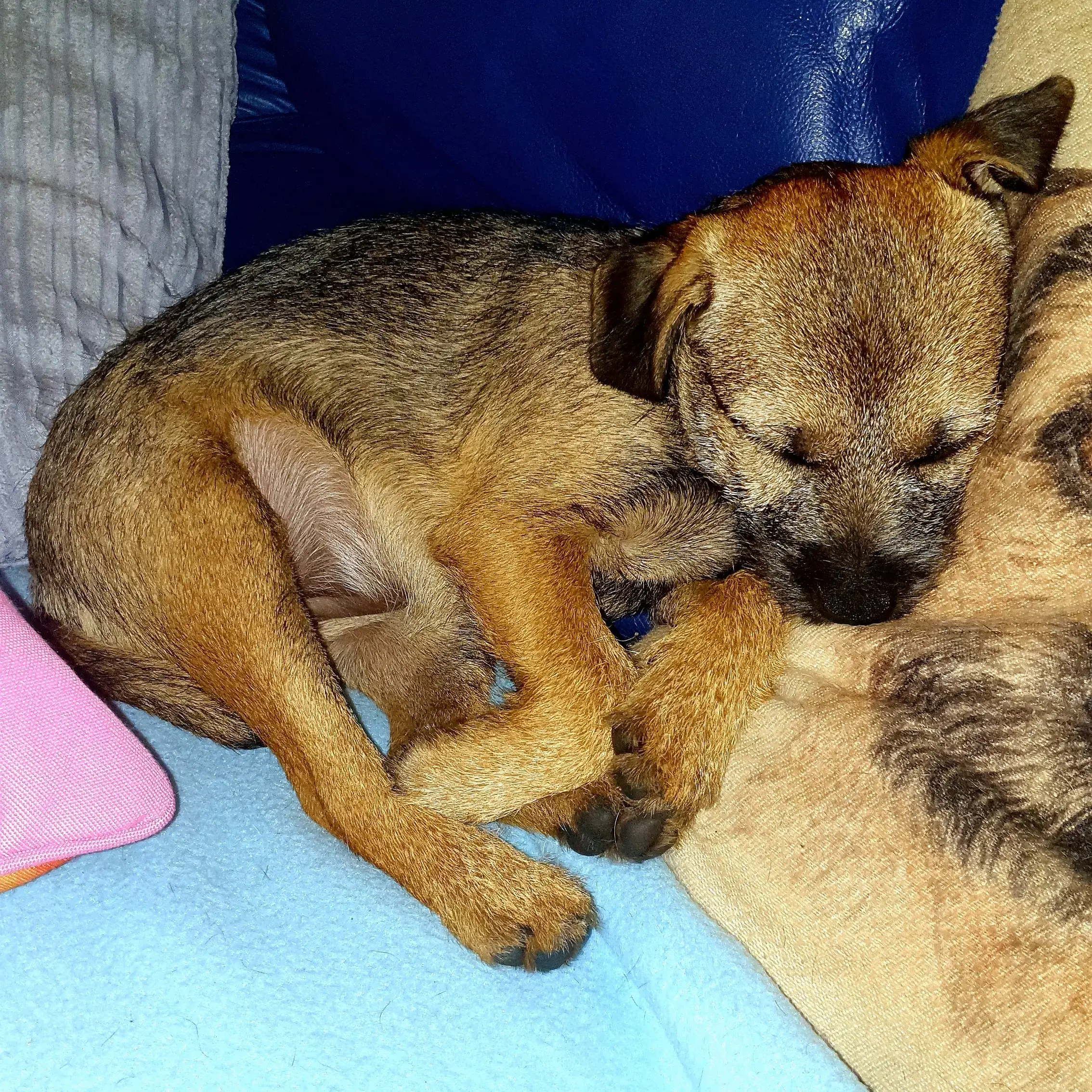 Border Terrier