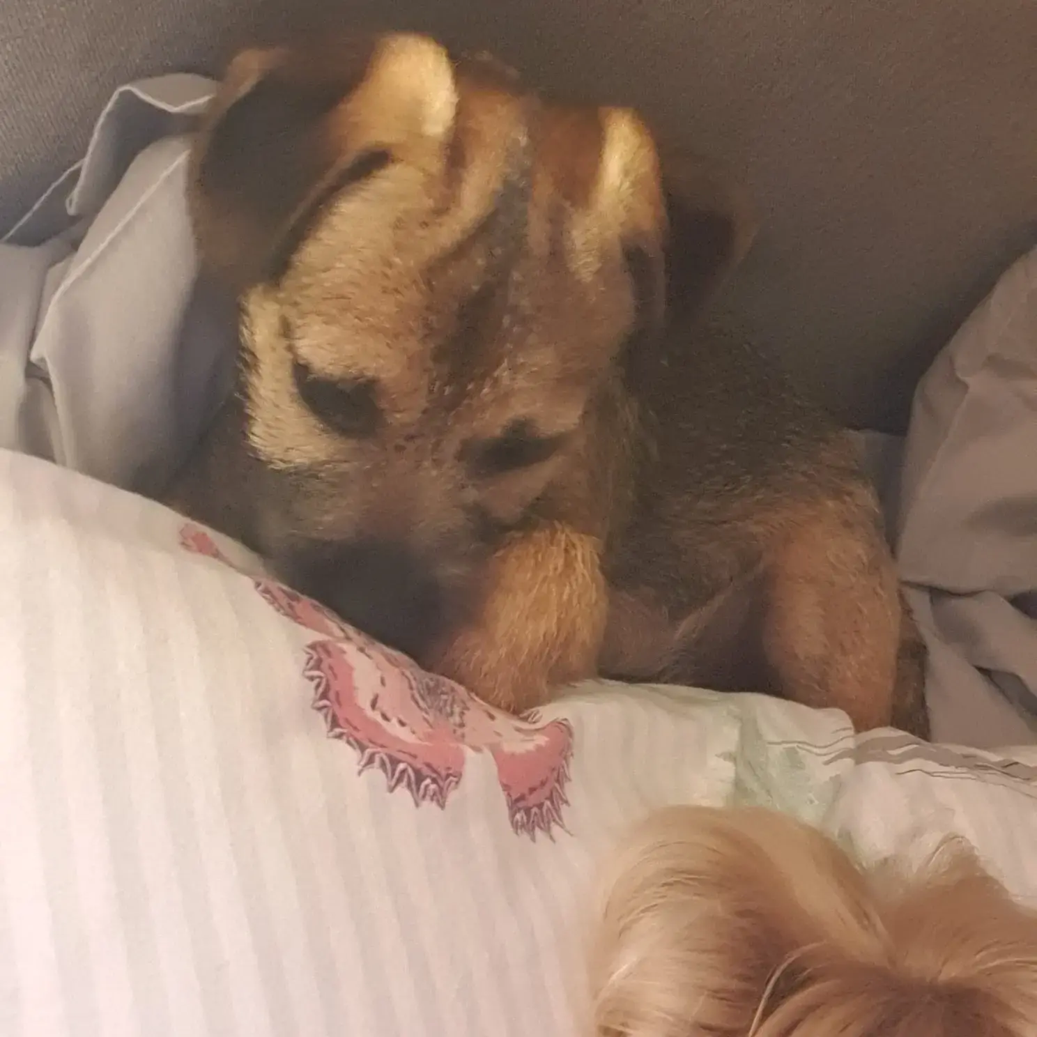 Border Terrier