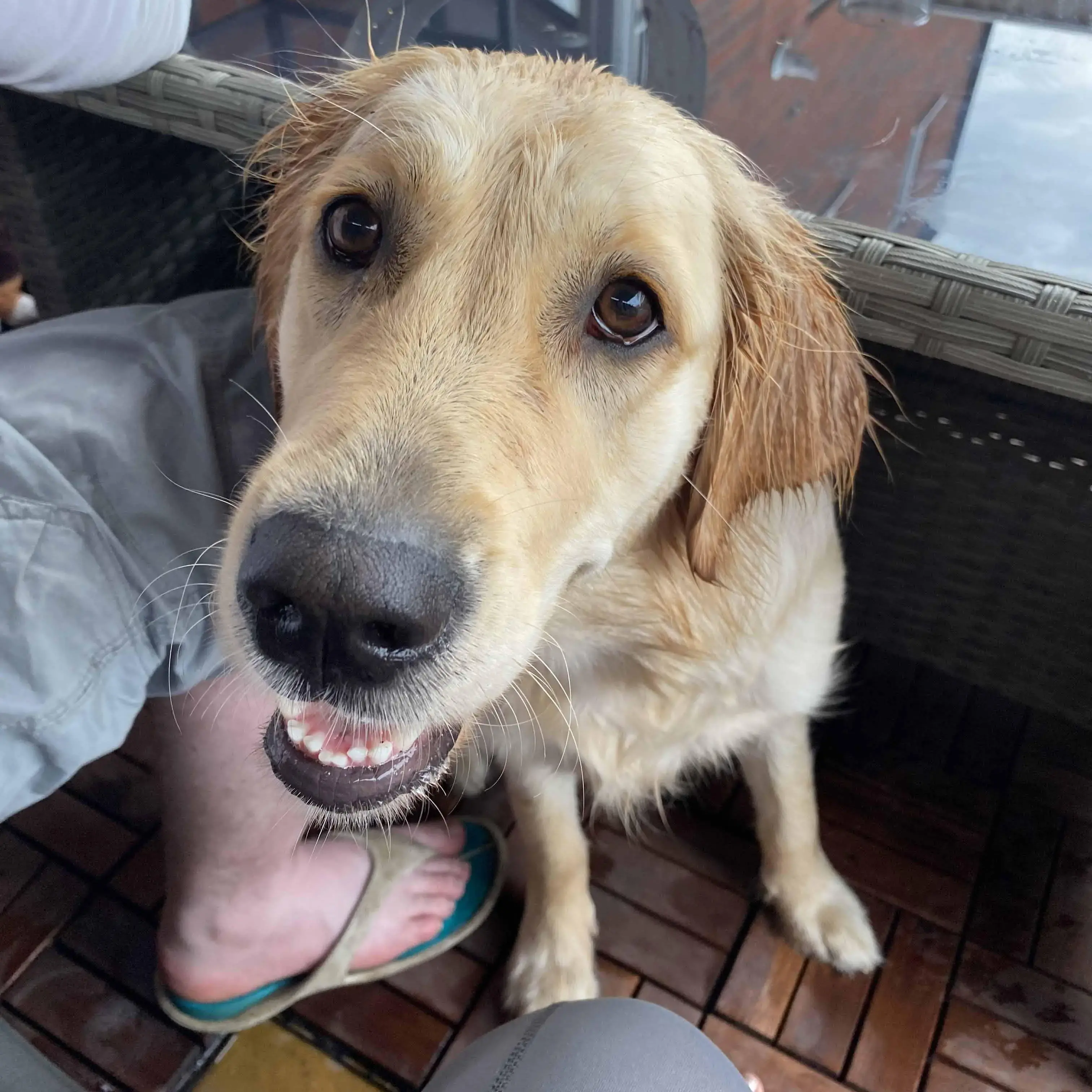 Golden Retriever