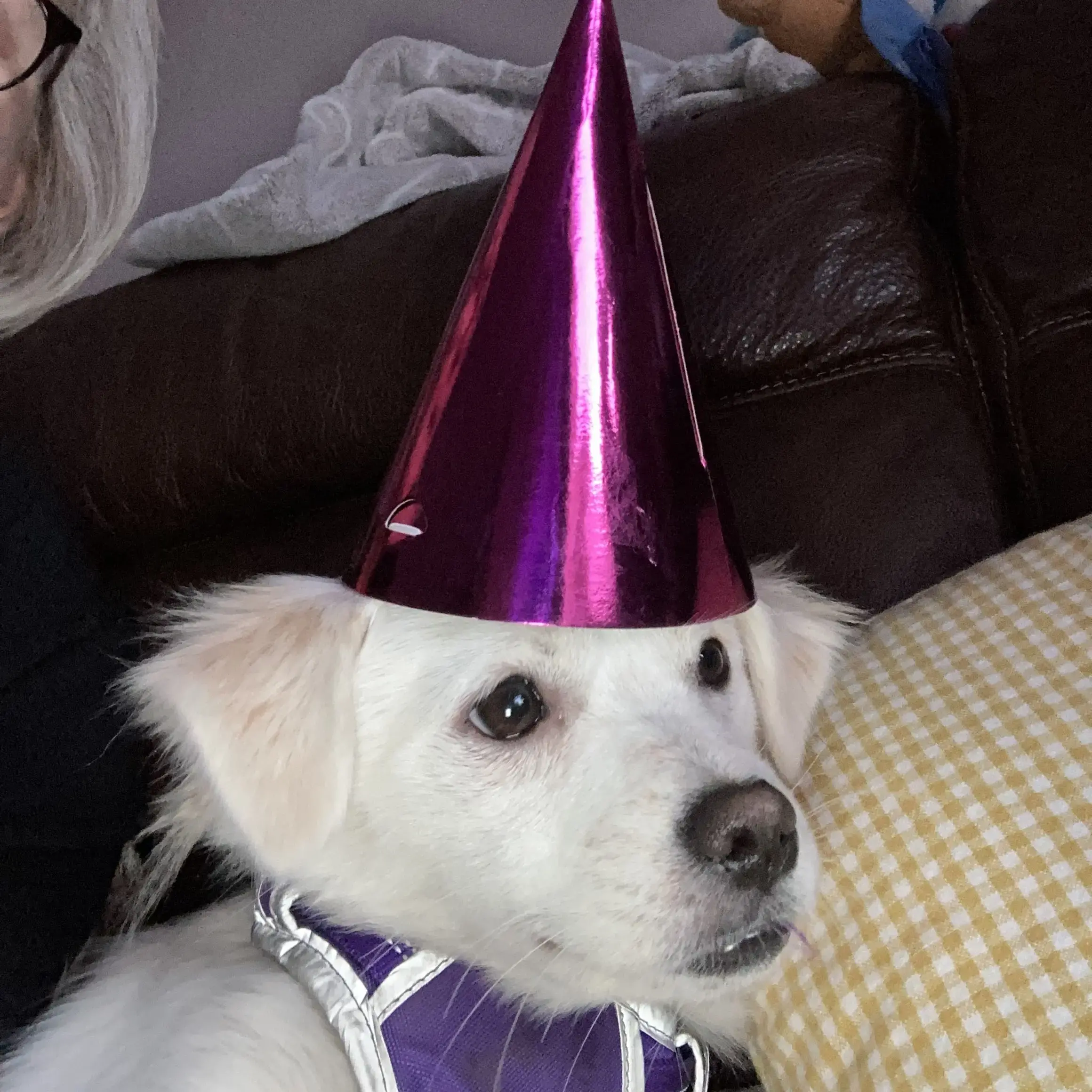Chihuahua (Long Coat)