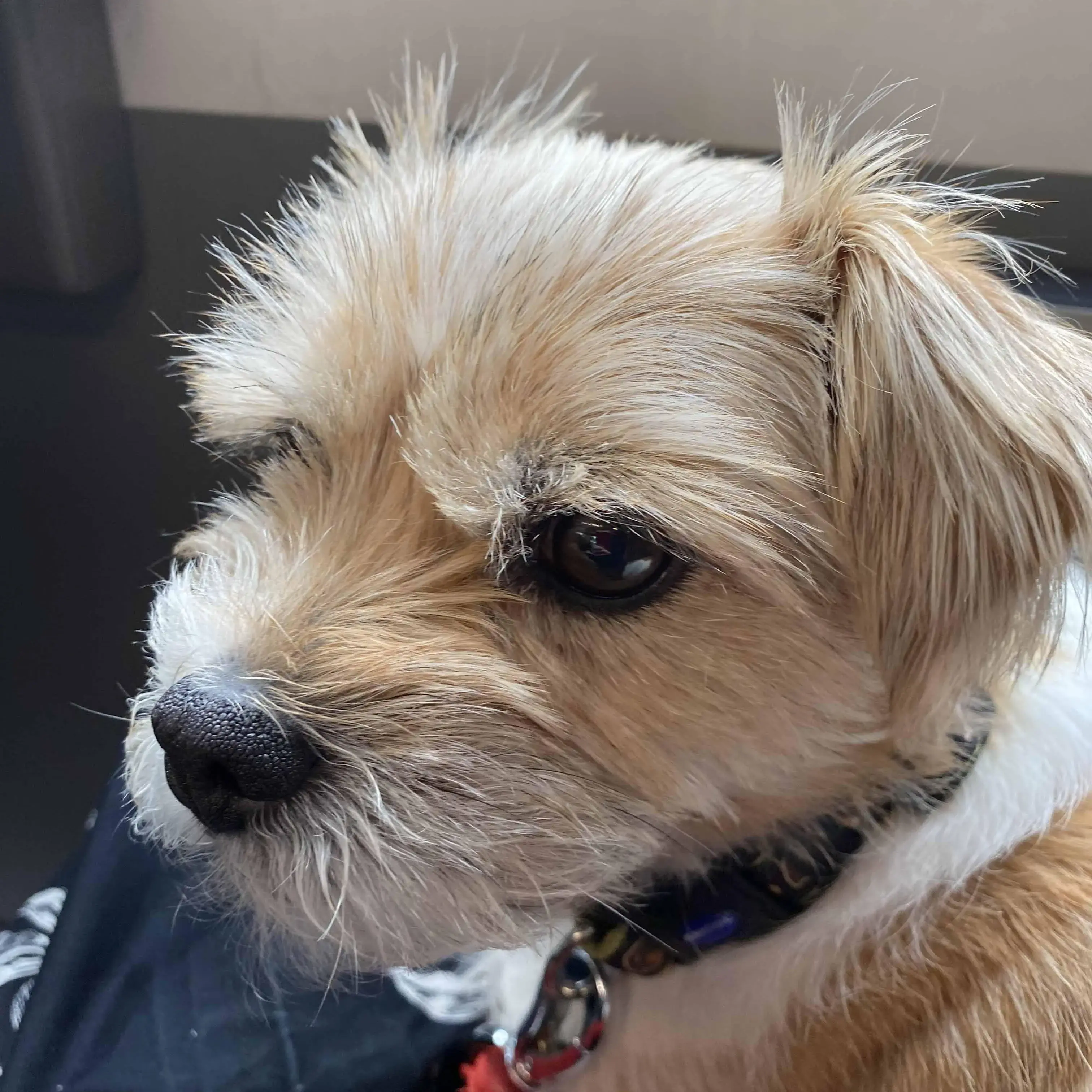 Jack Russell Terrier