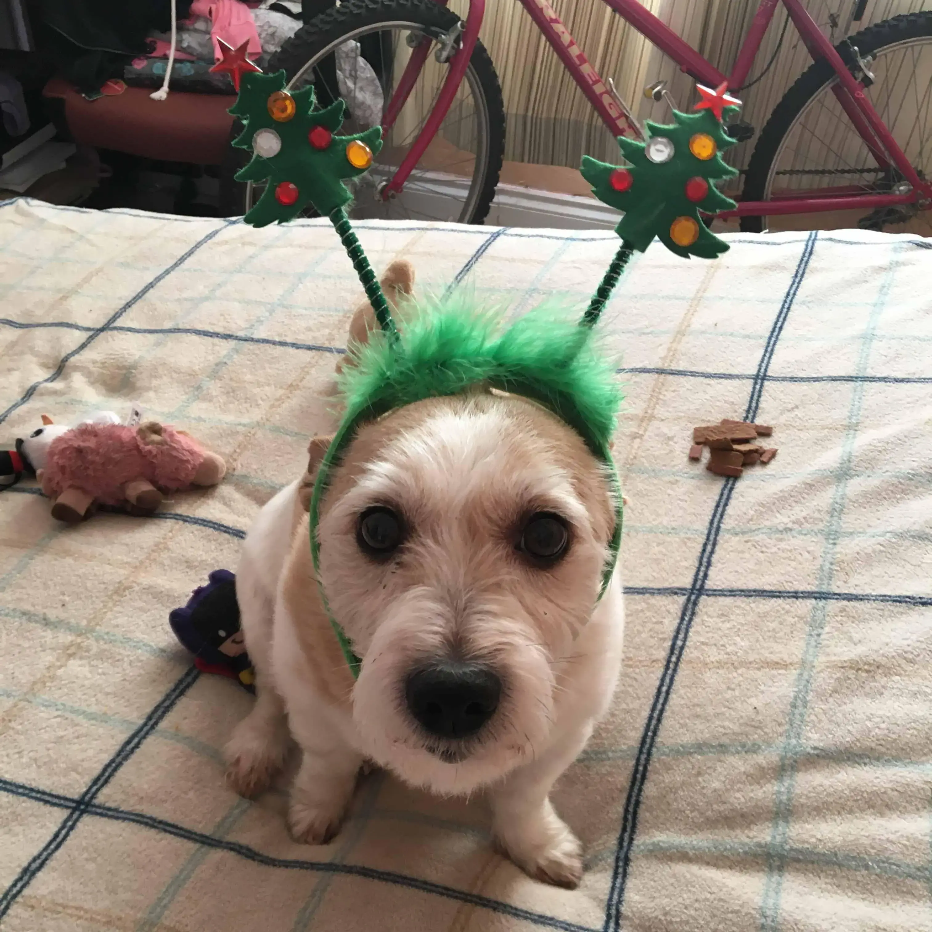 Jack Russell Terrier