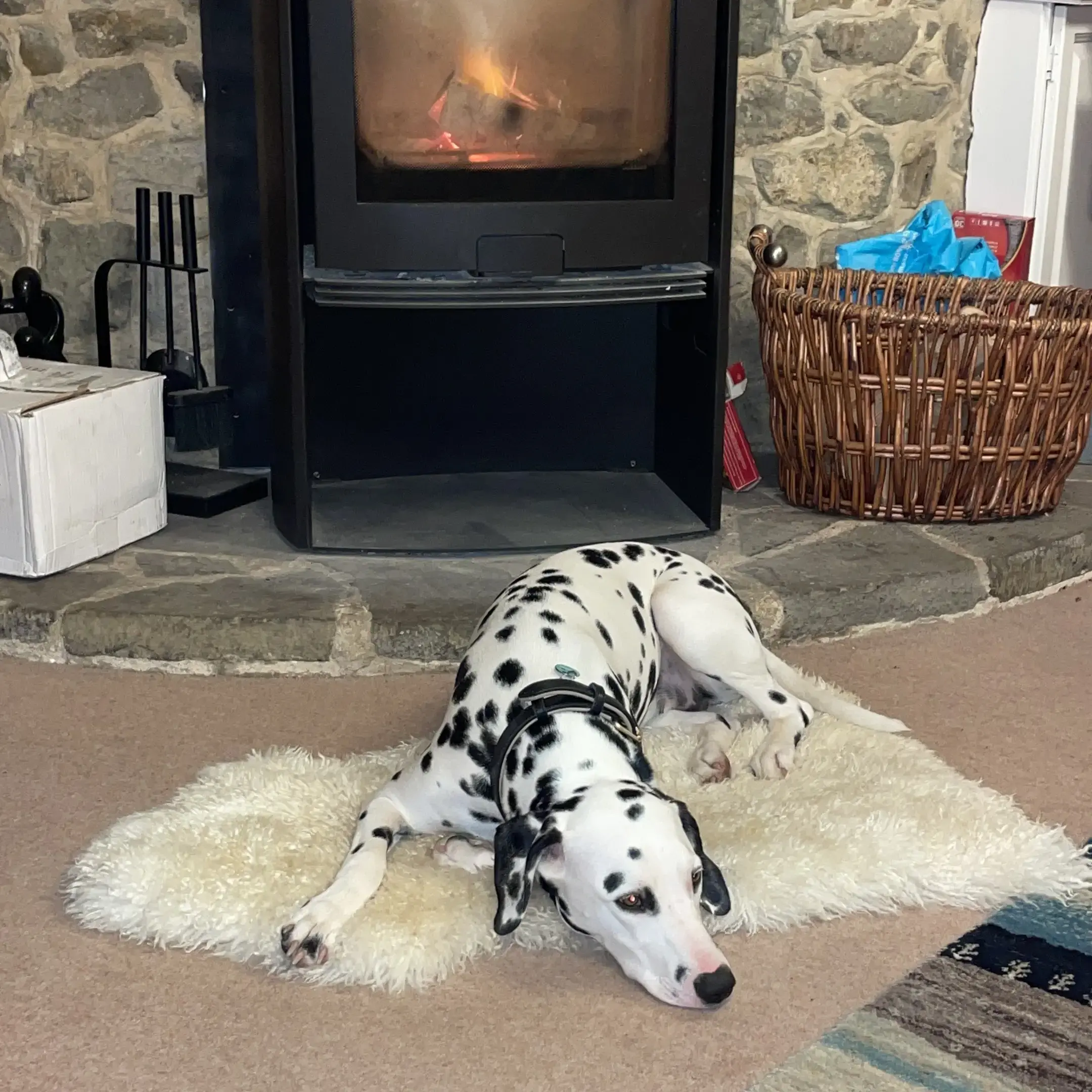 Dalmatian