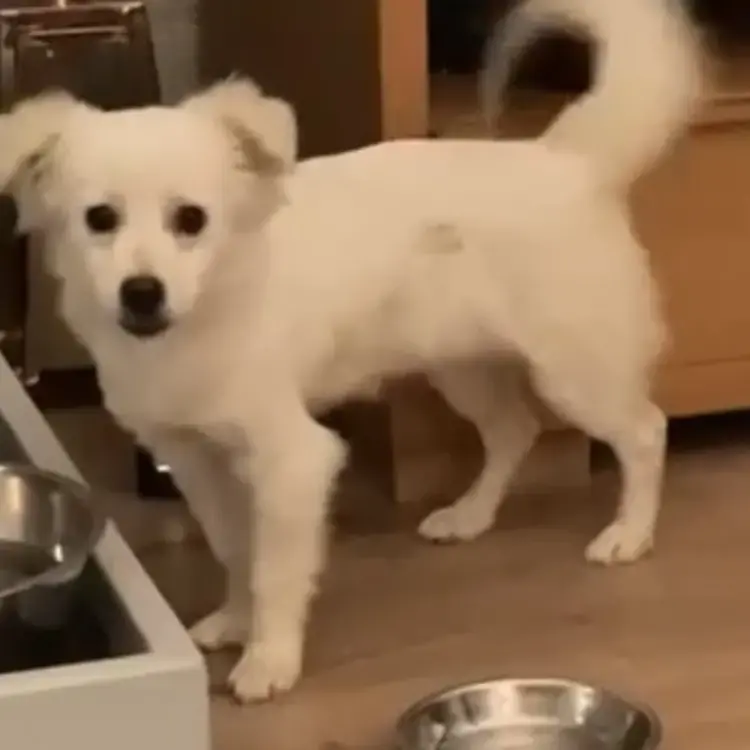 Chihuahua (Long Coat)