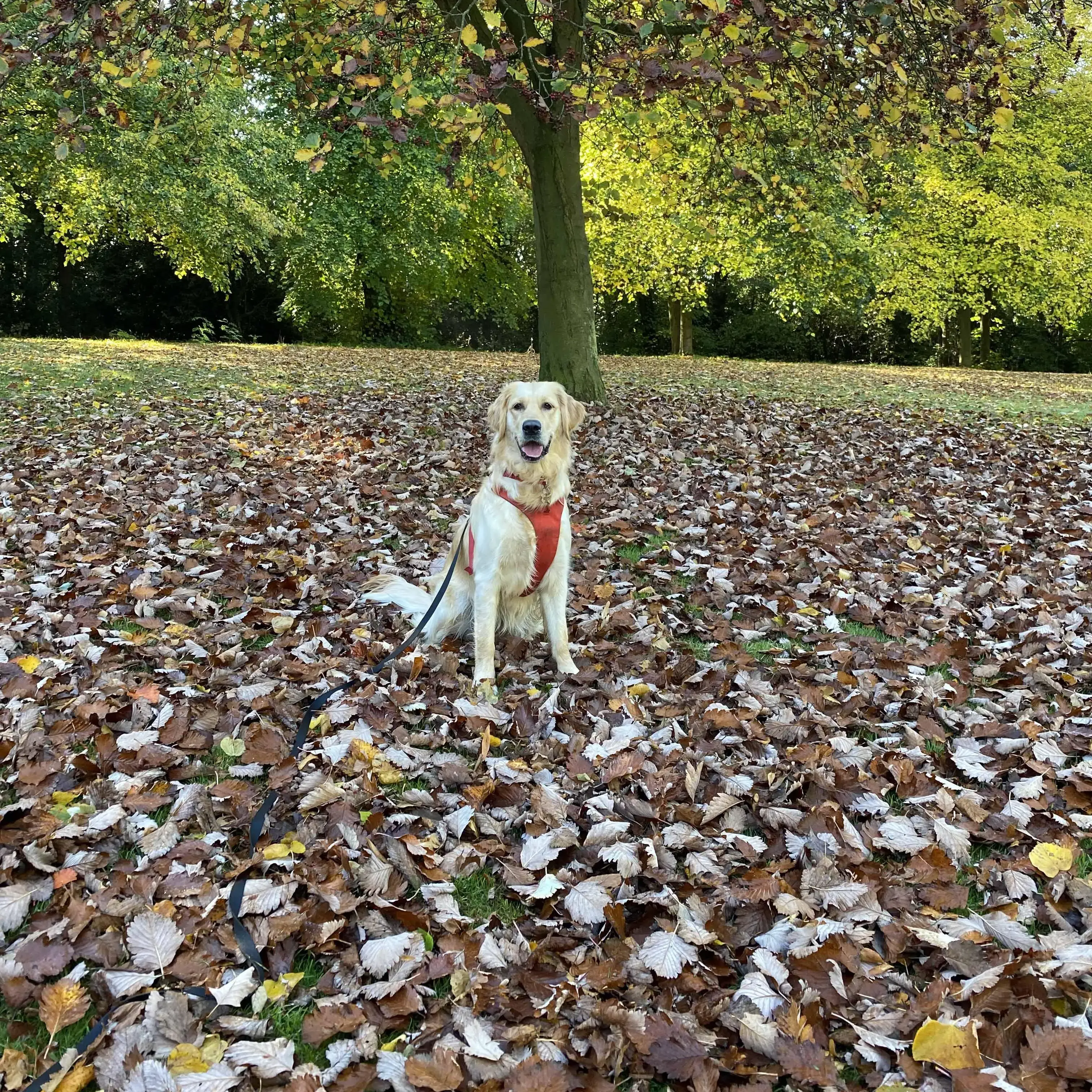 Golden Retriever