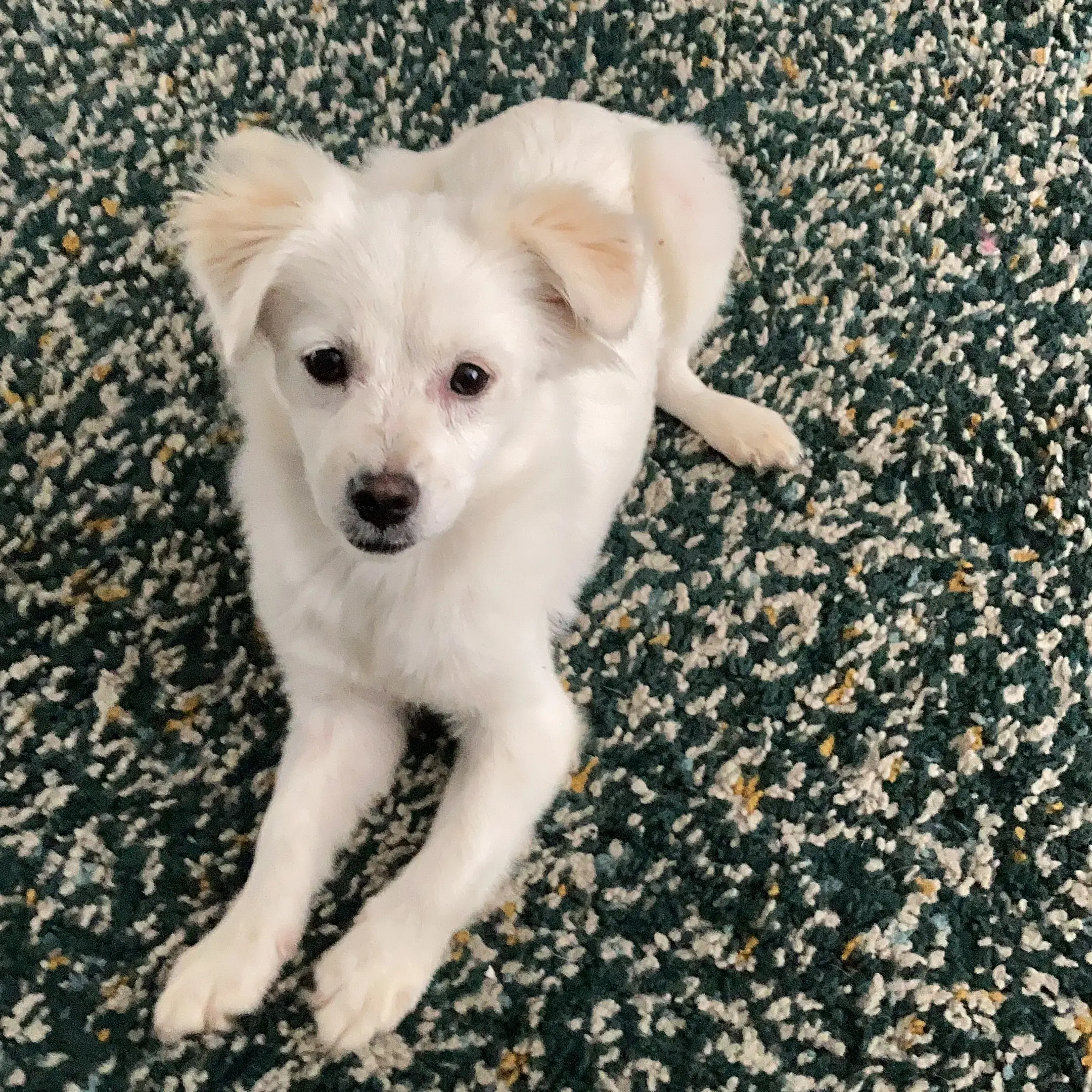 Chihuahua (Long Coat)