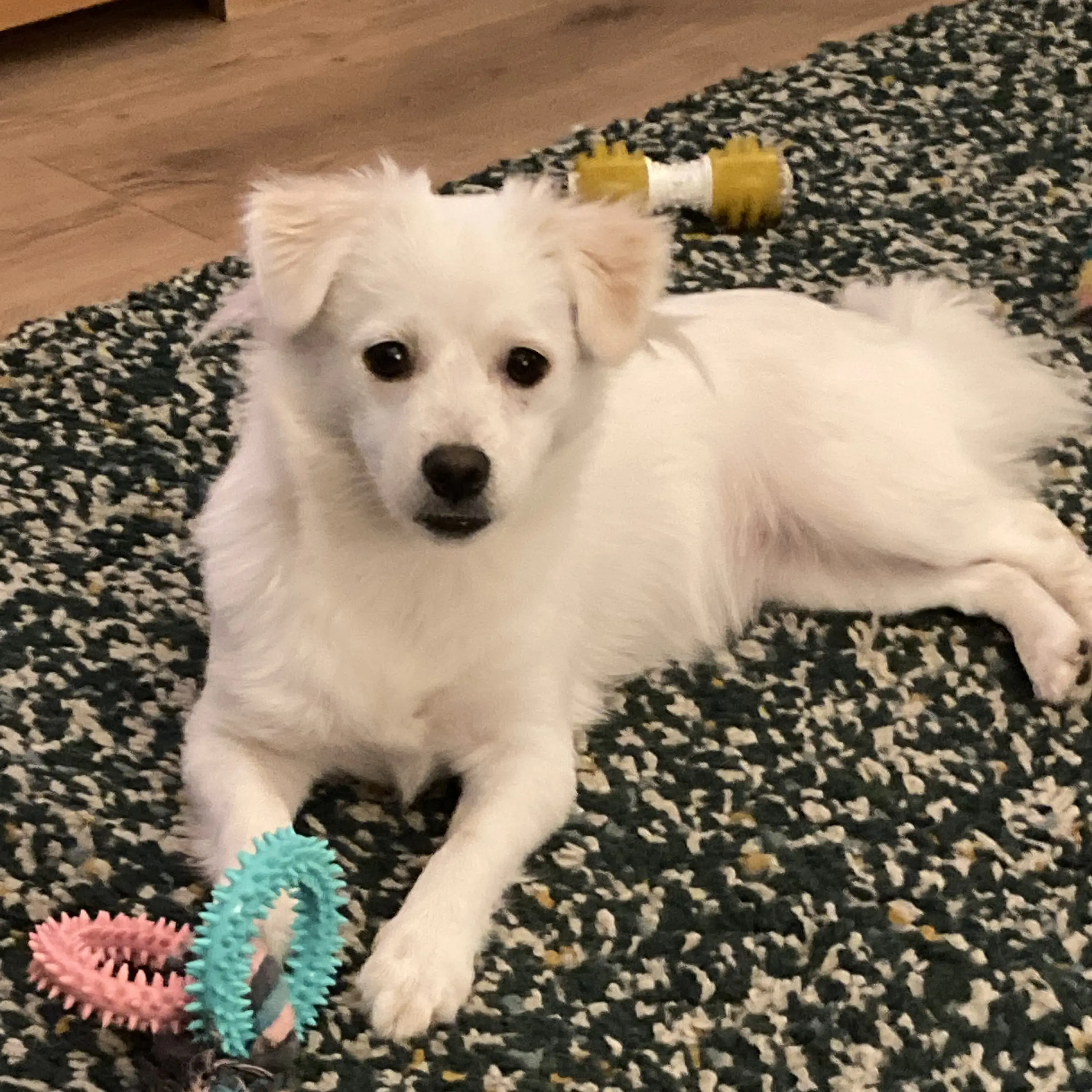 Chihuahua (Long Coat)