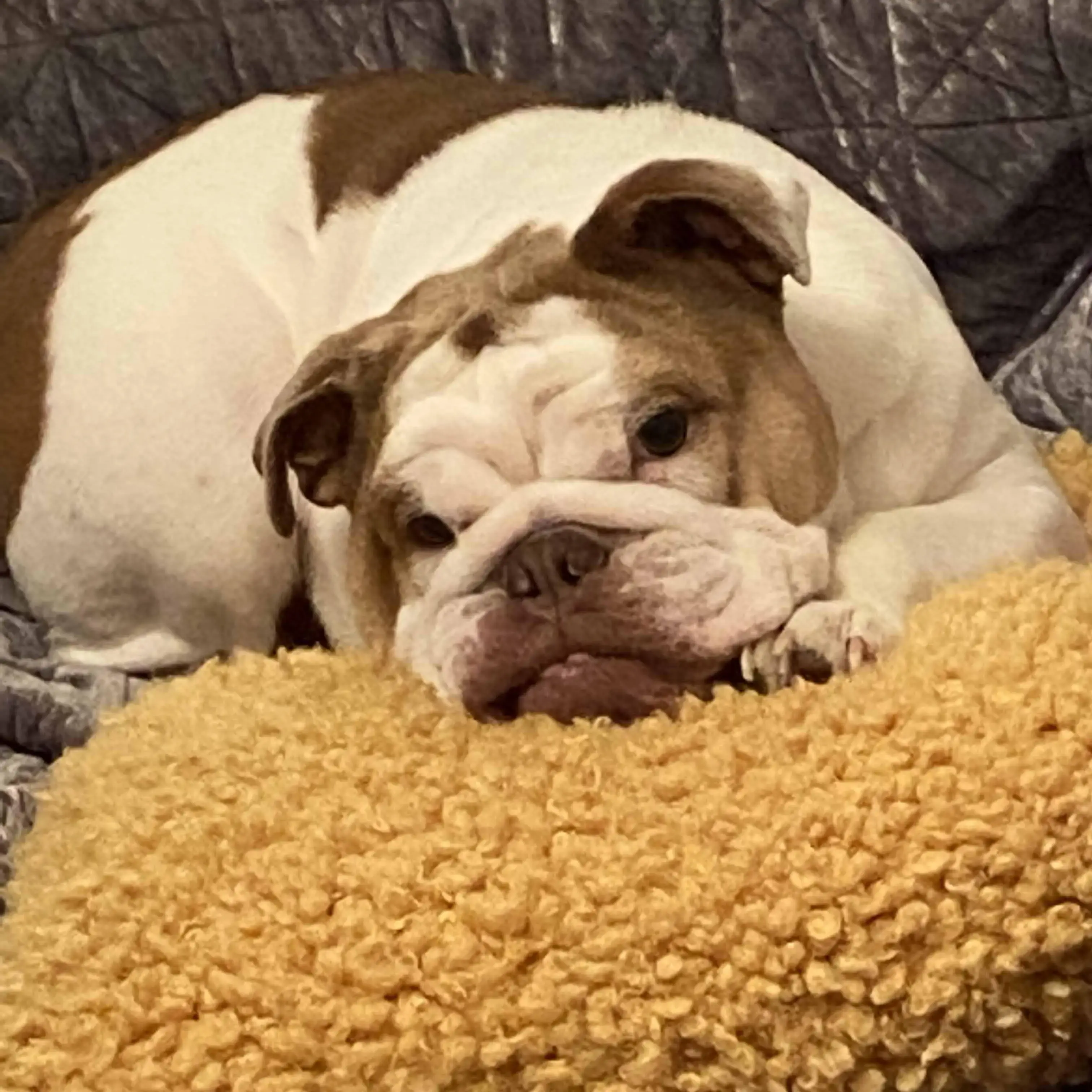 Bulldog