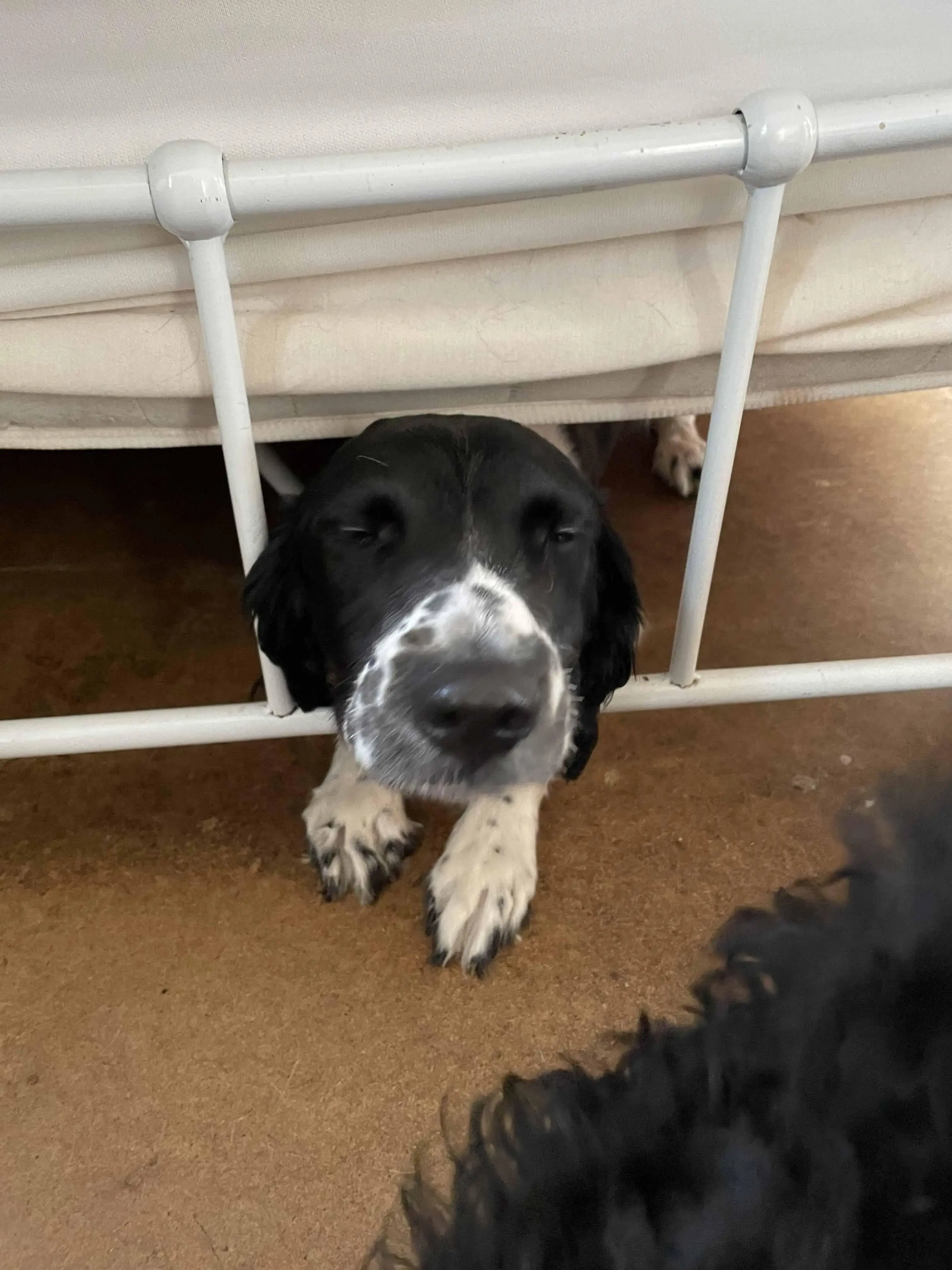 English Springer Spaniel