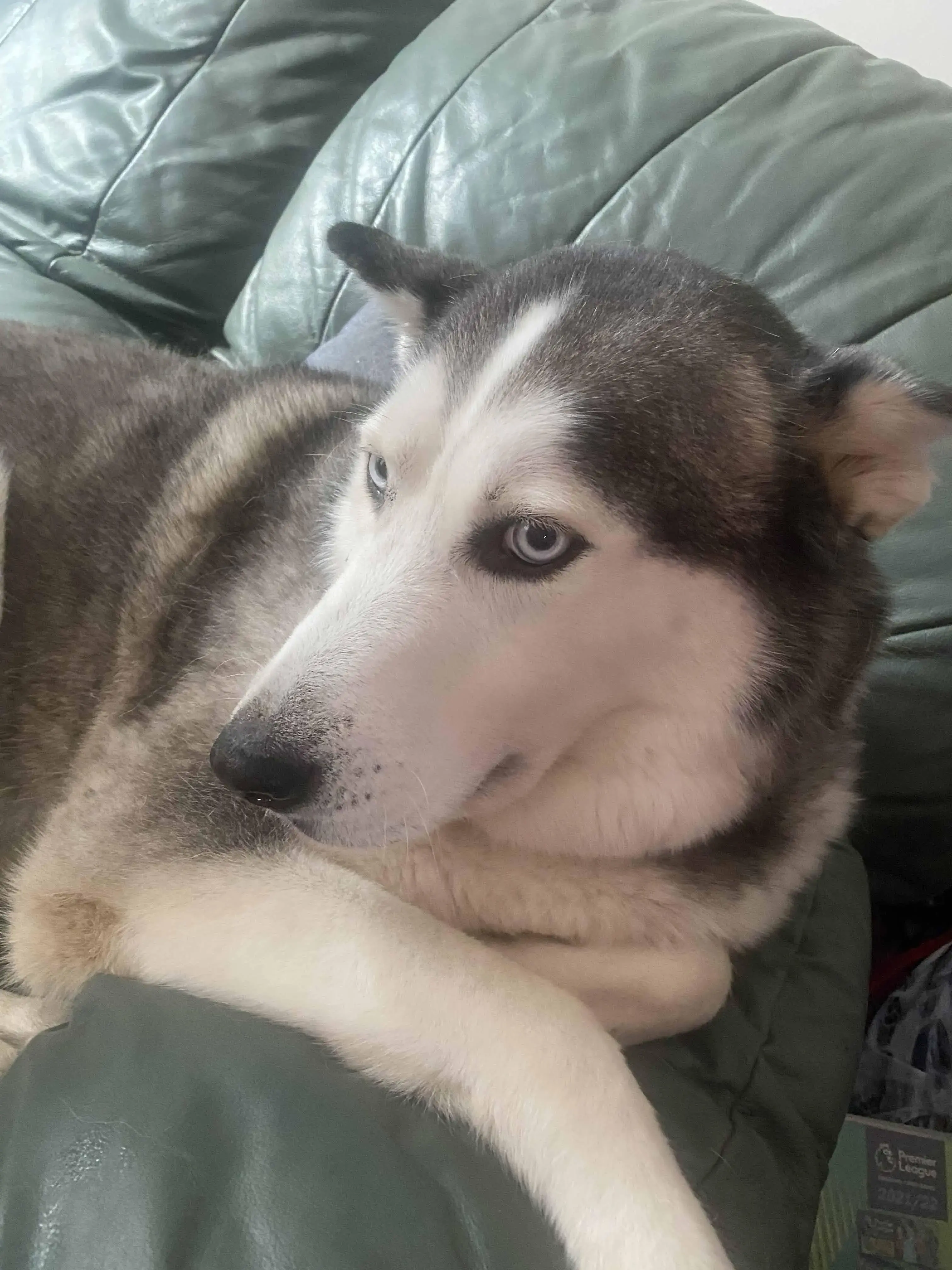 Siberian Husky