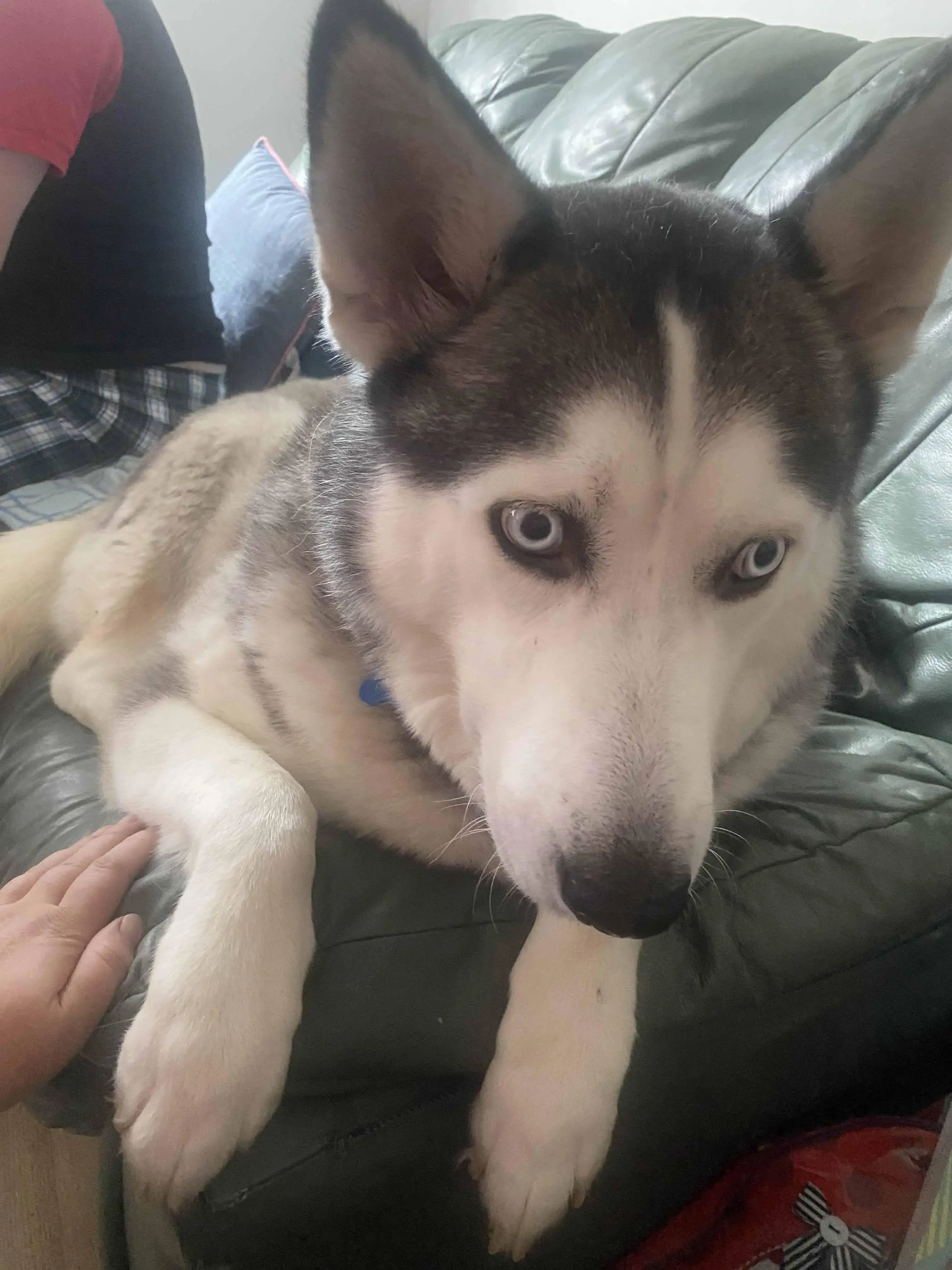 Siberian Husky