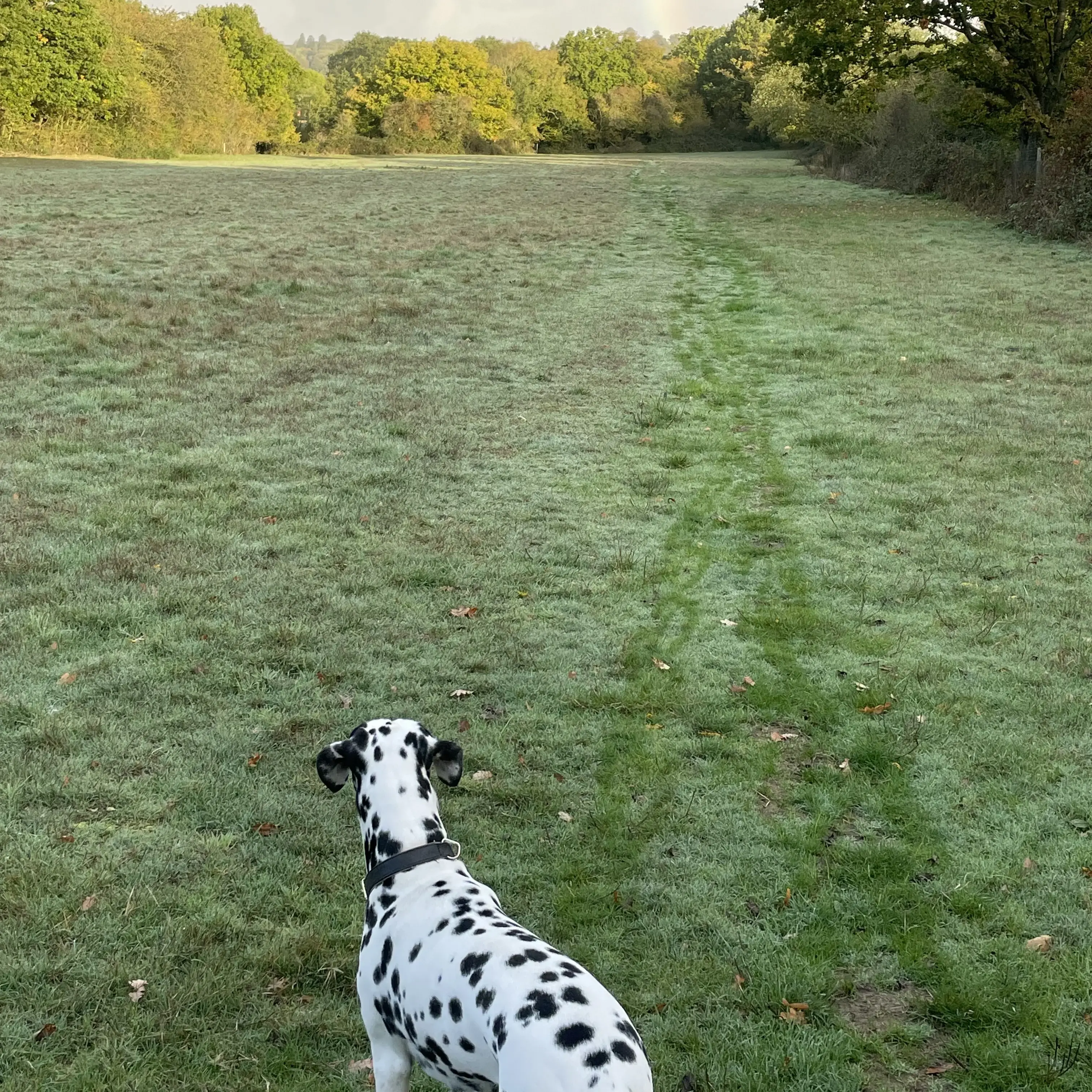 Dalmatian