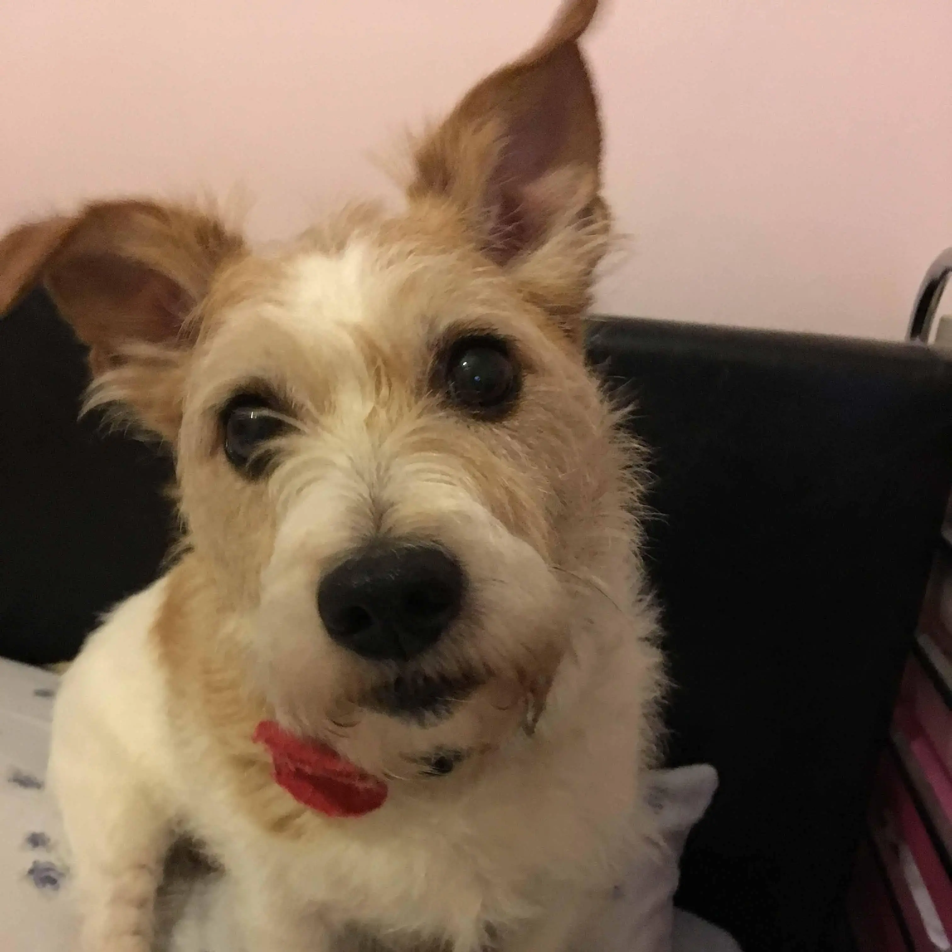 Jack Russell Terrier