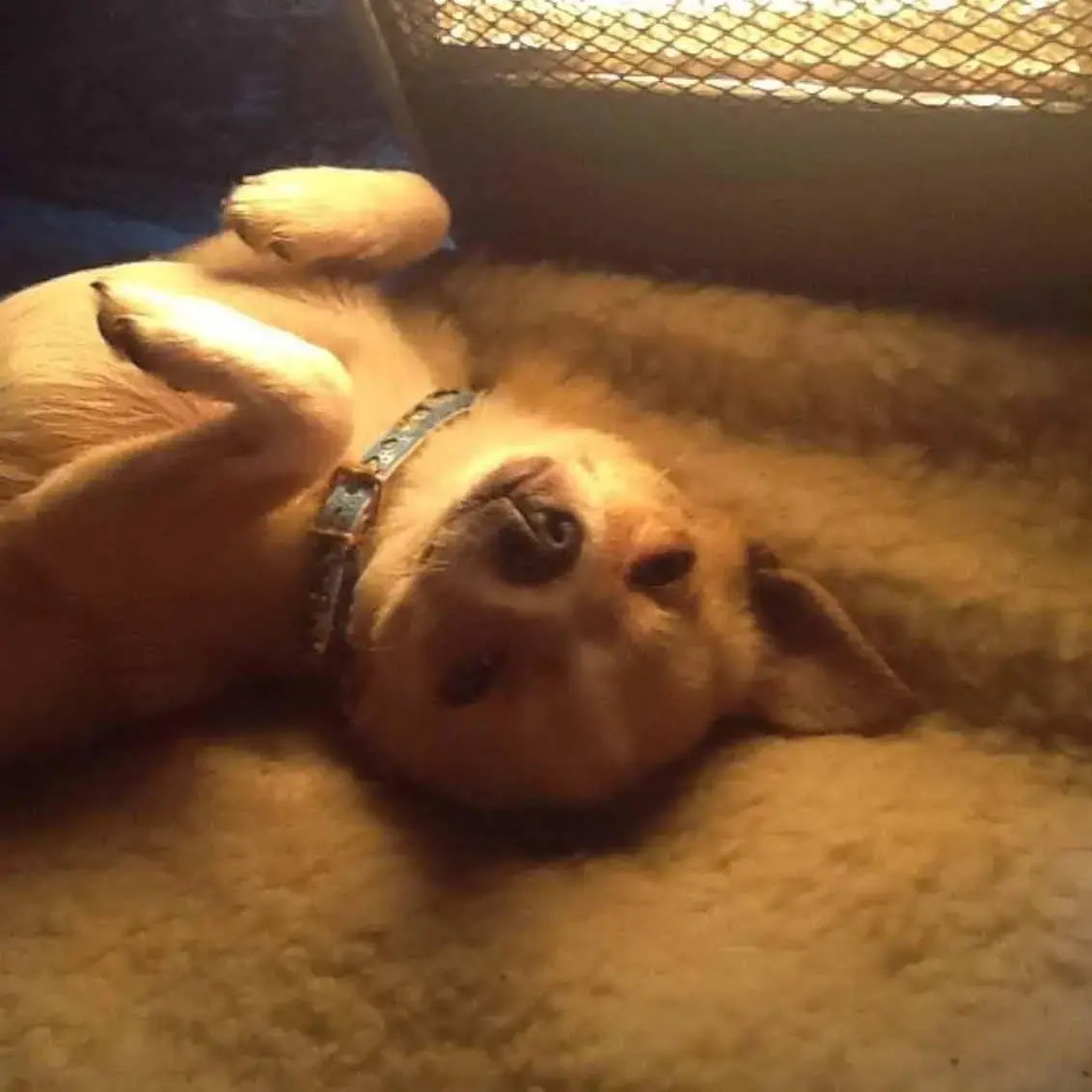 Chihuahua (Smooth Coat)