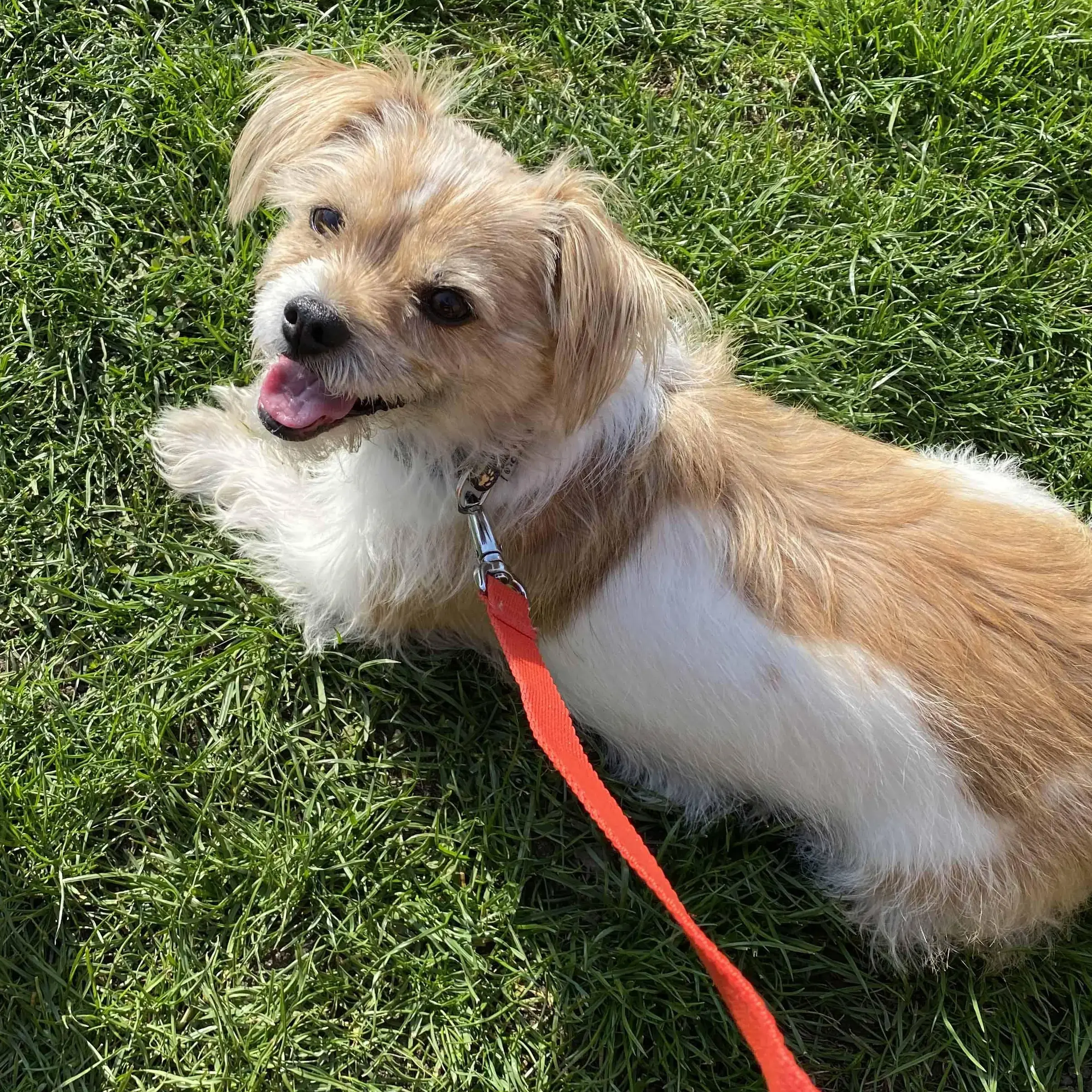 Jack Russell Terrier