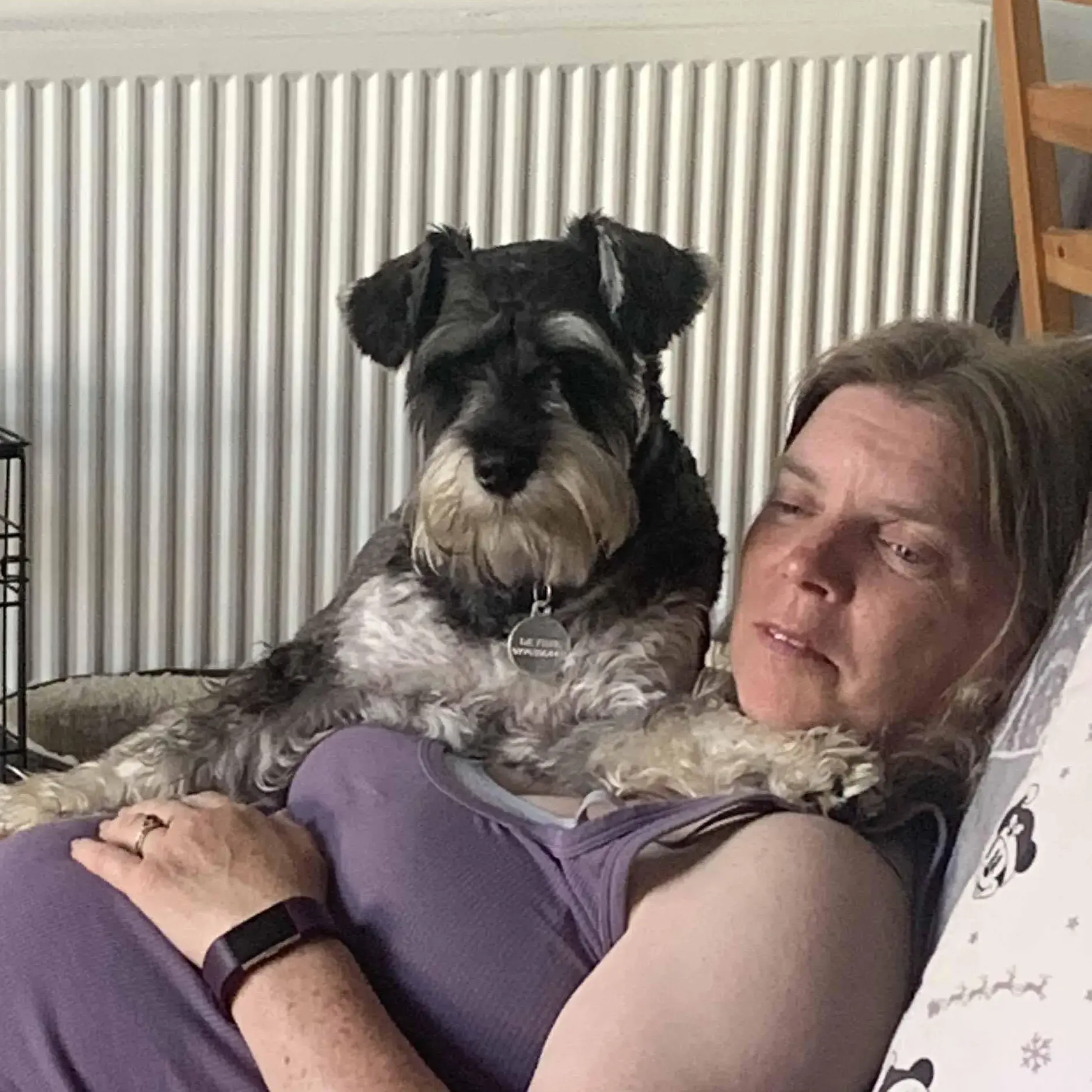 Schnauzer (Miniature)