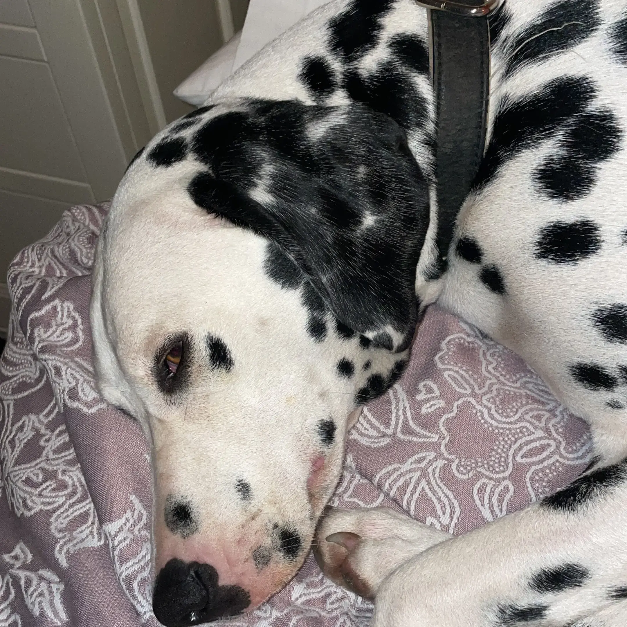 Dalmatian