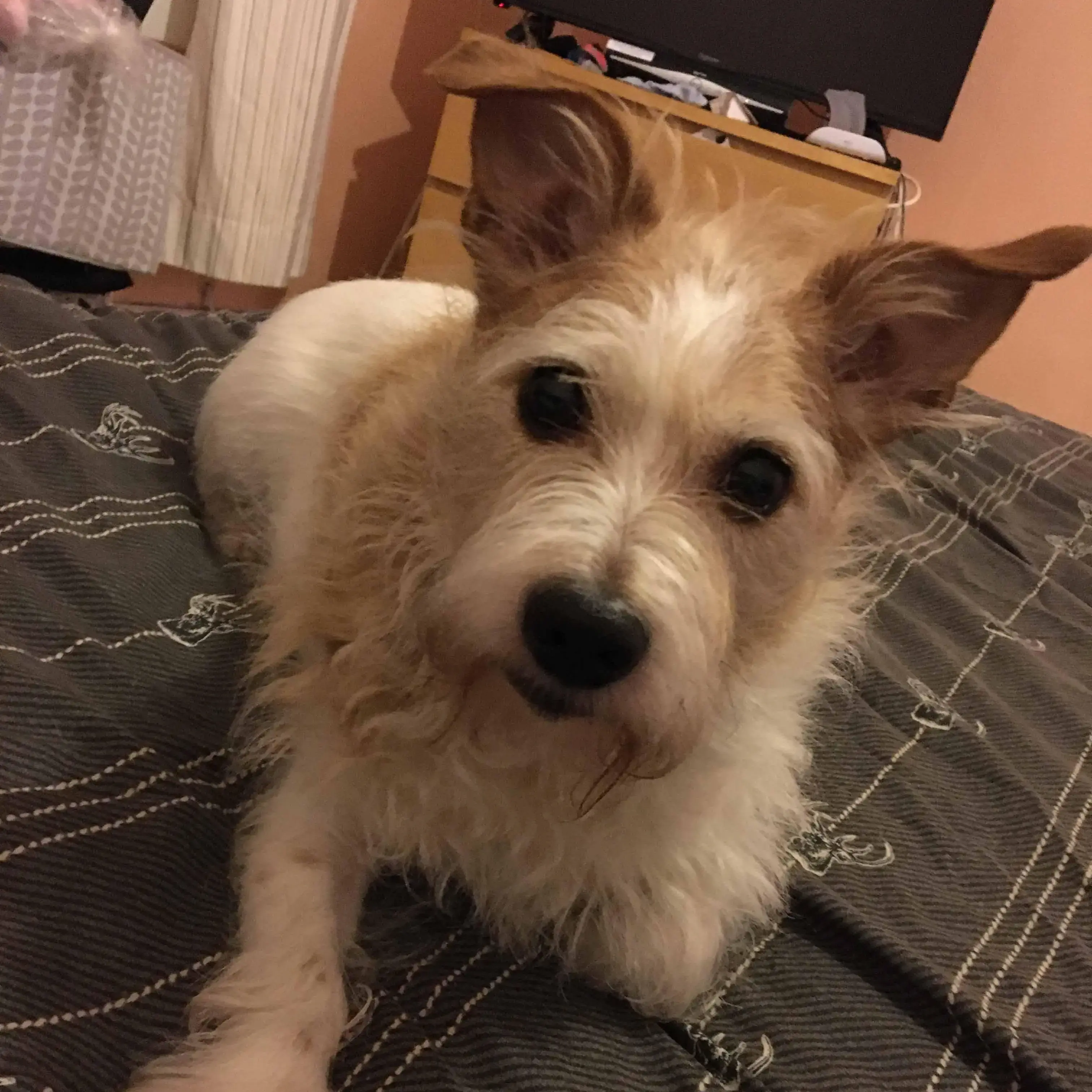 Jack Russell Terrier