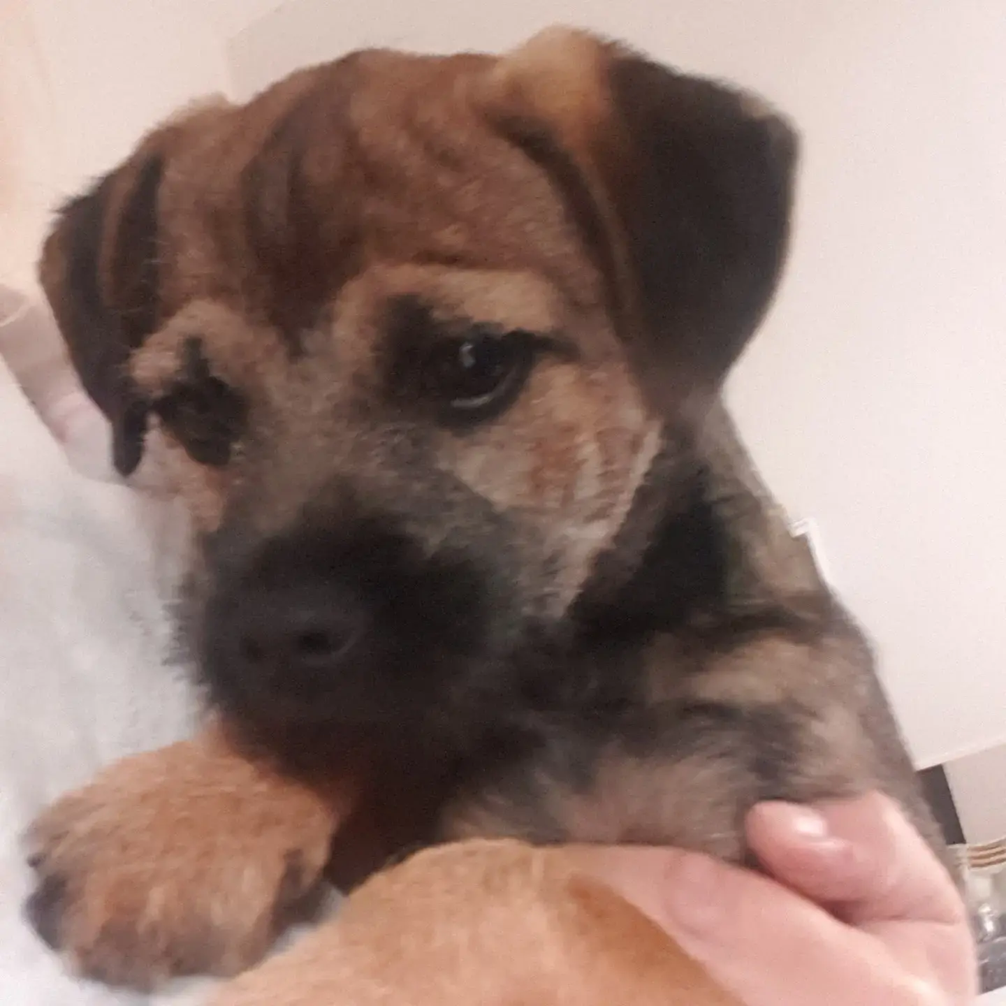 Border Terrier