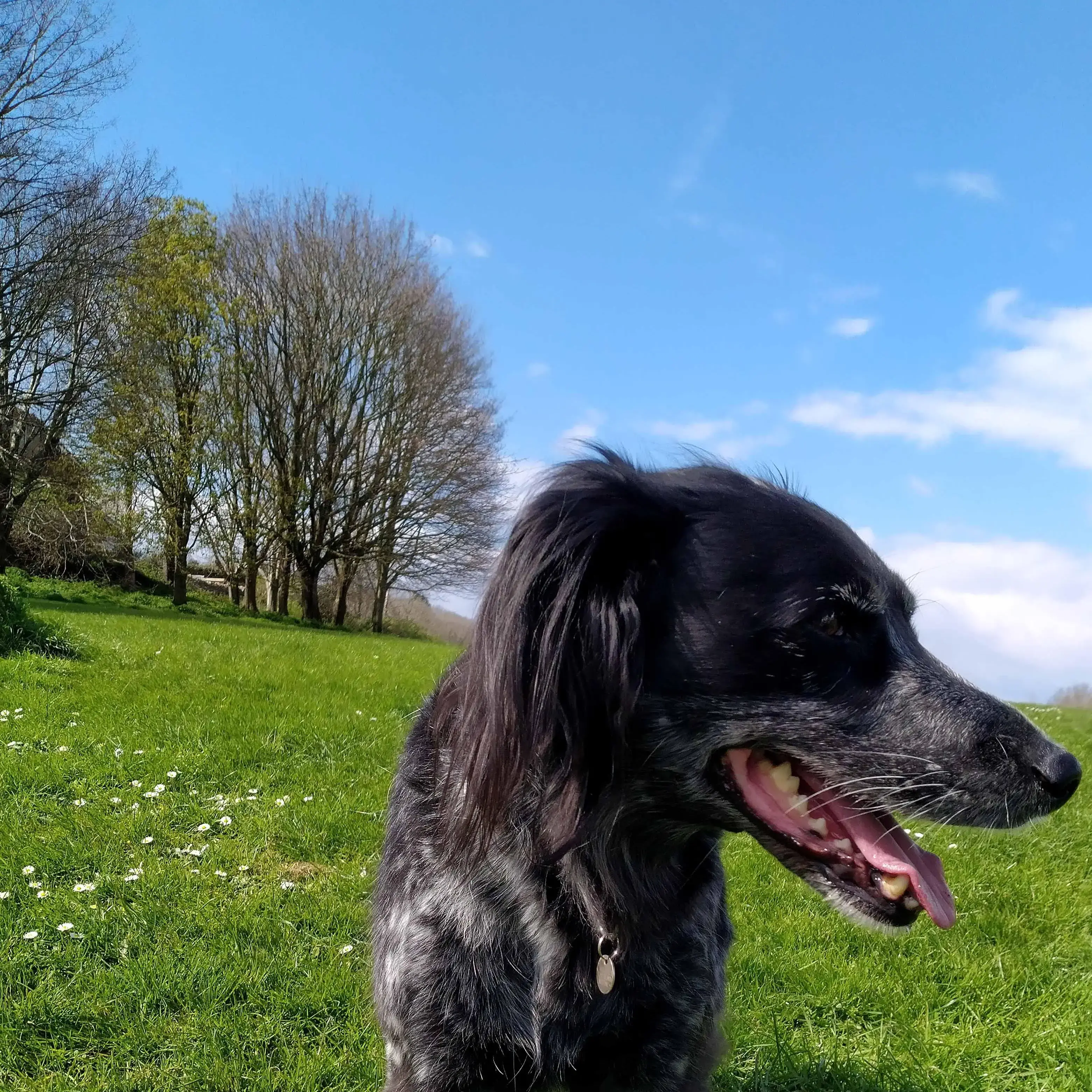 lurcher