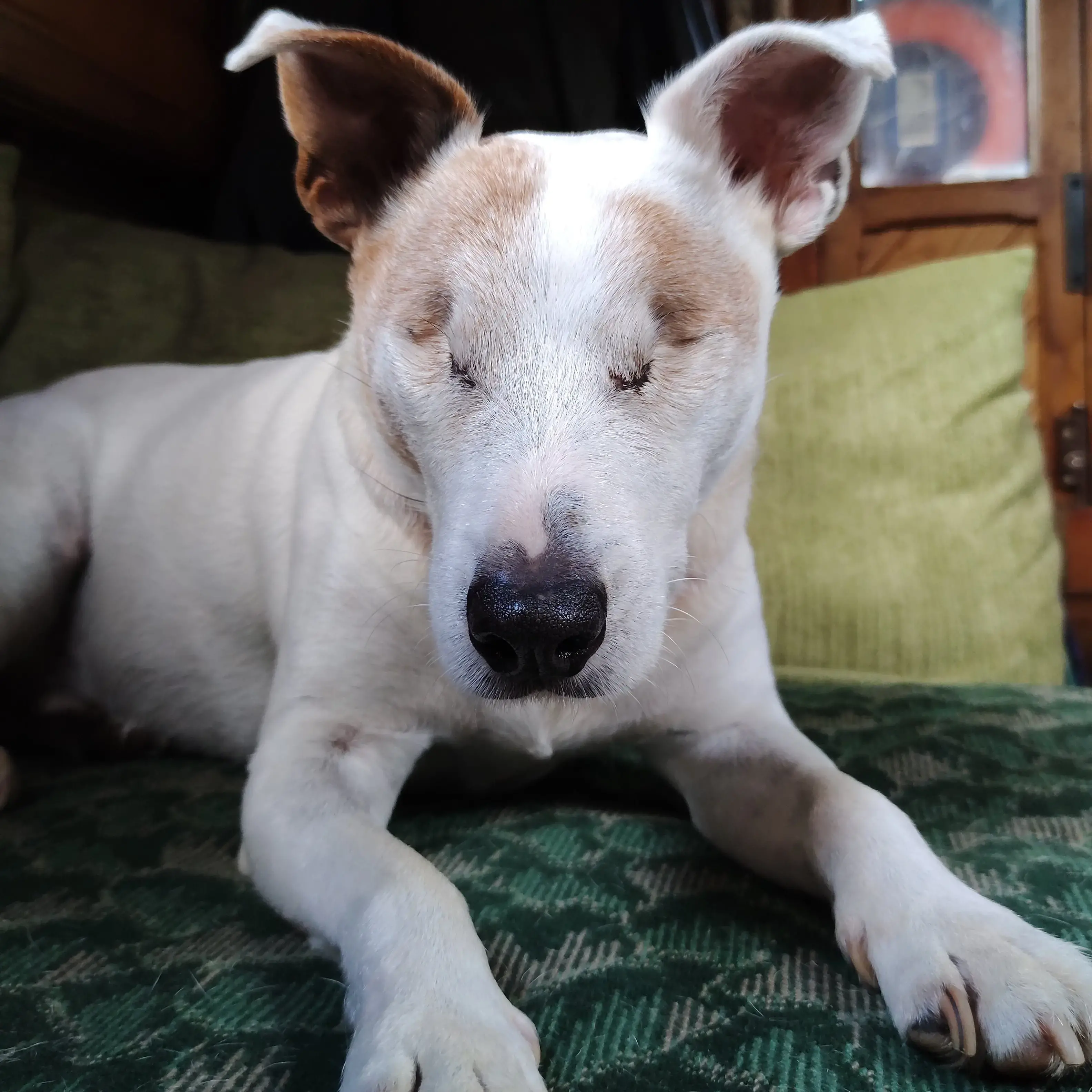 Parson Russell Terrier