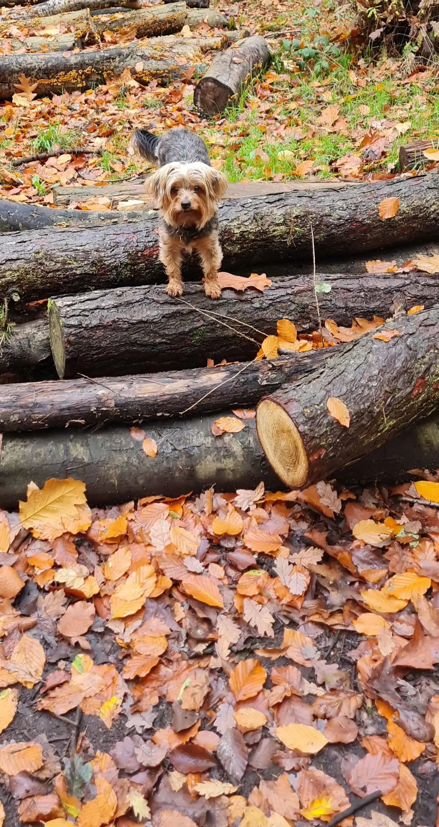 Yorkshire Terrier