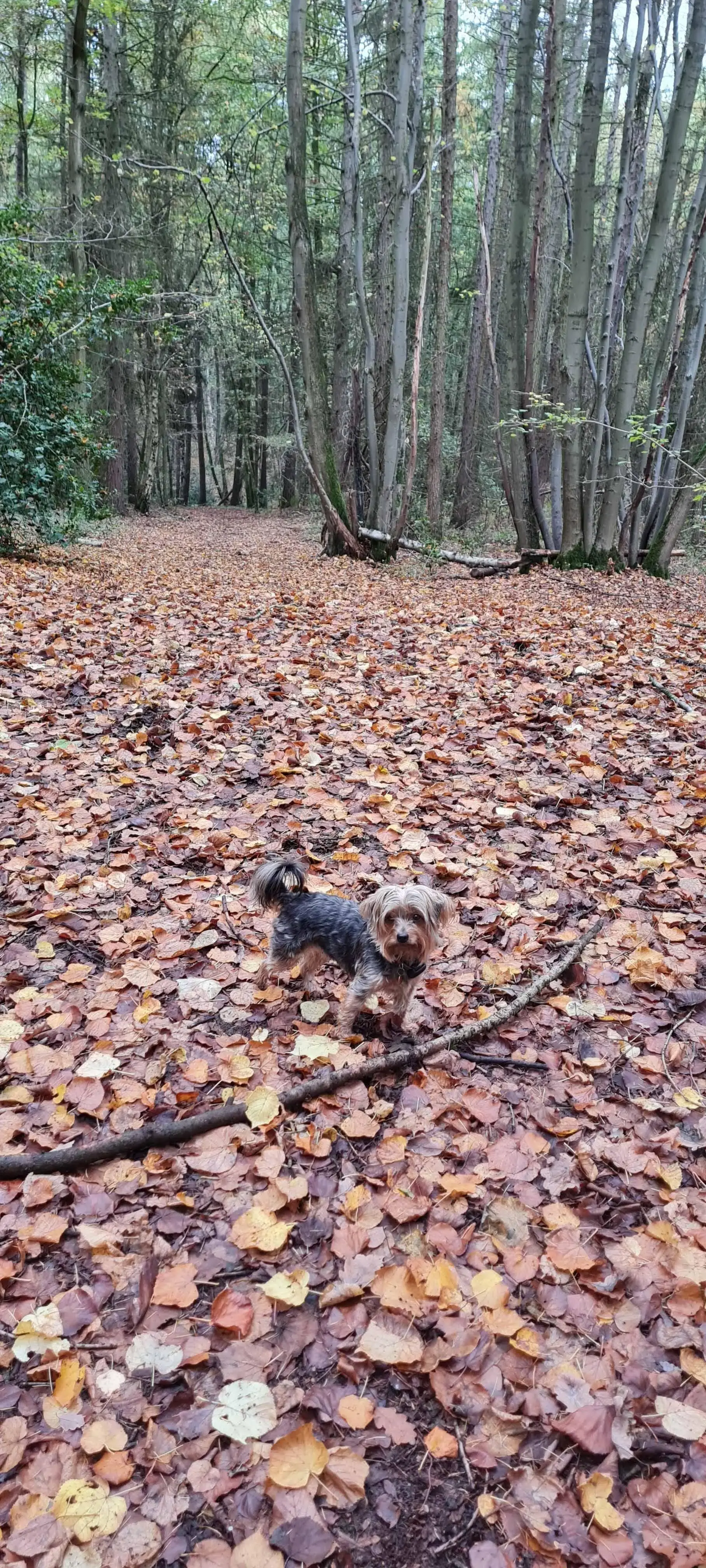Yorkshire Terrier