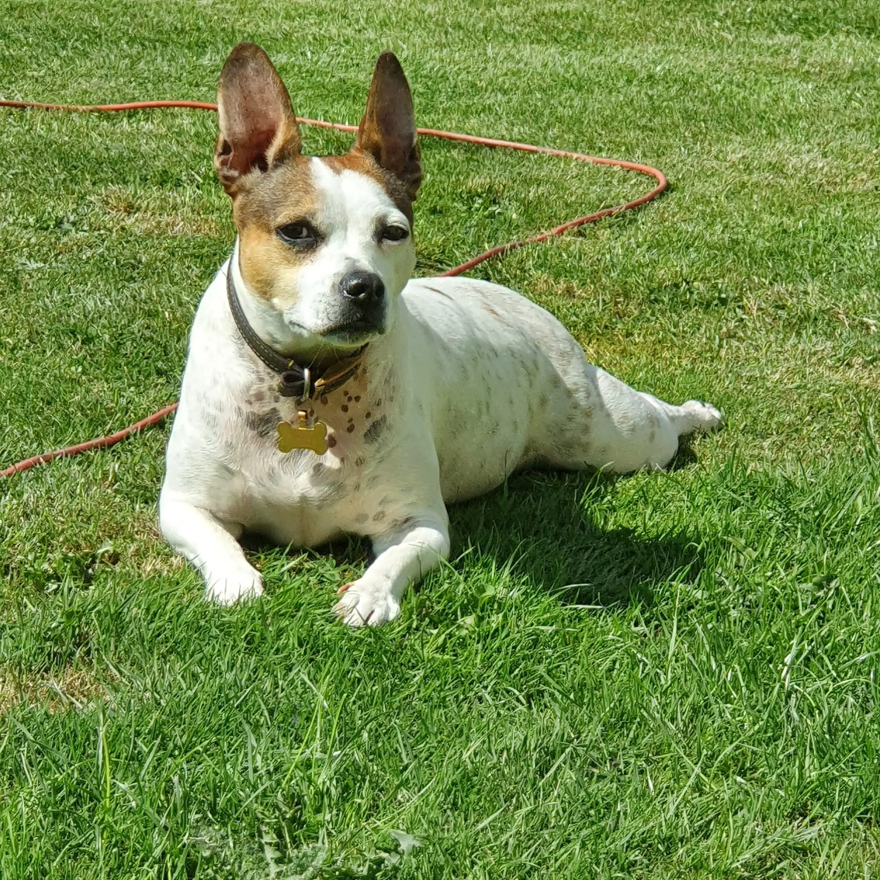 French Bulldog