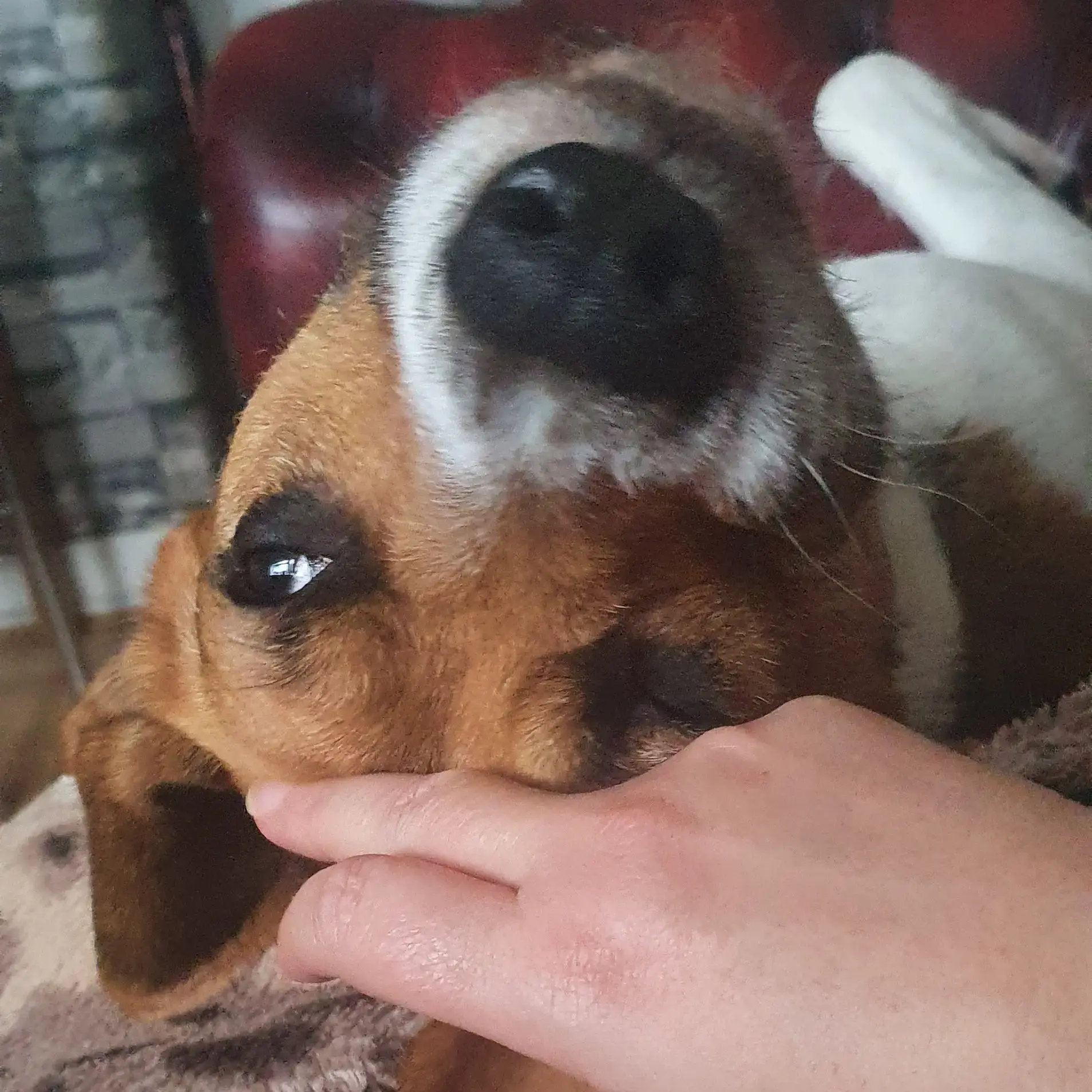 Beagle