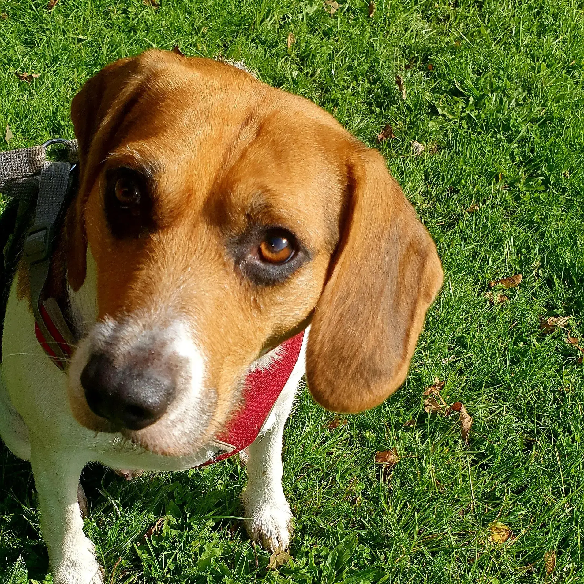 Beagle
