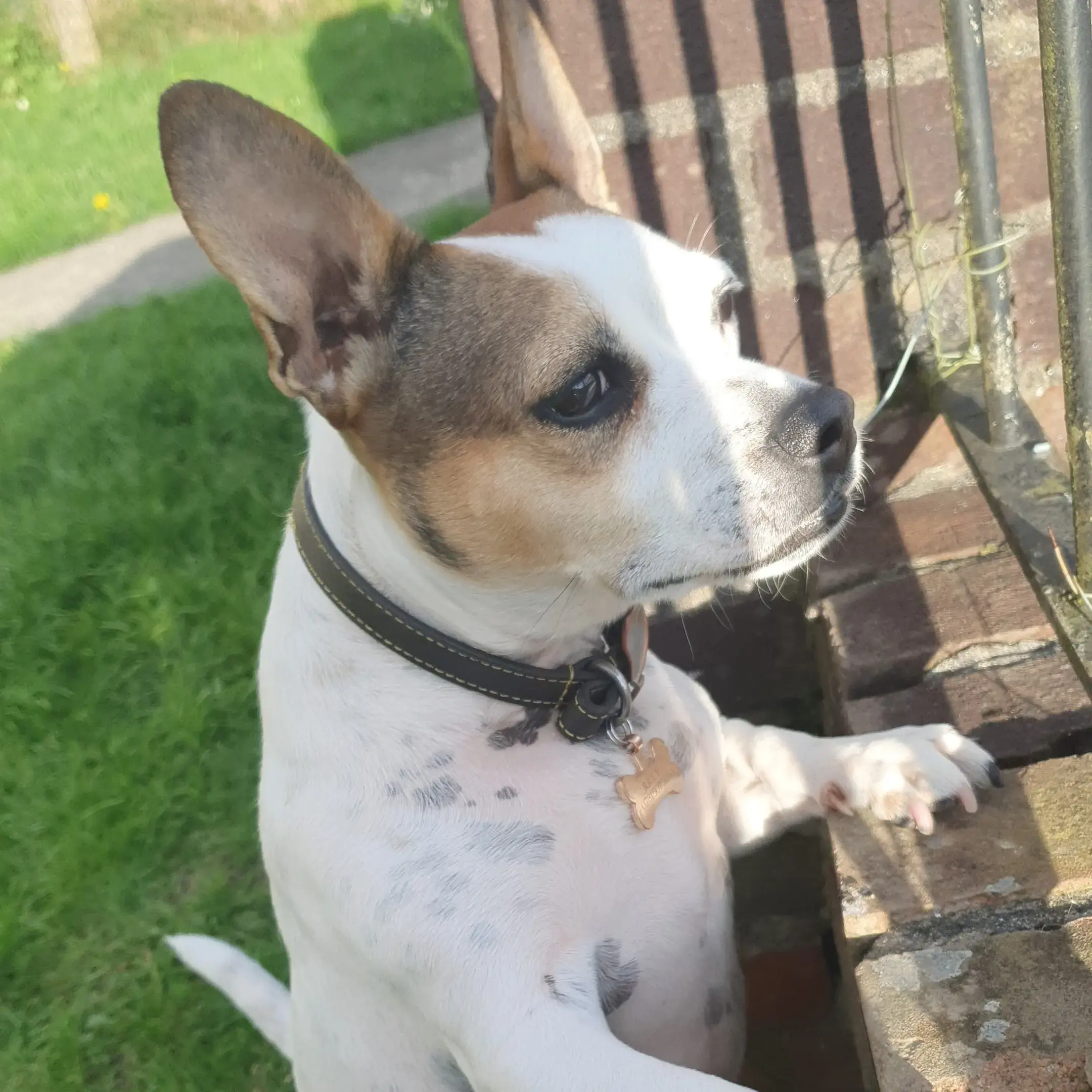 French Bulldog
