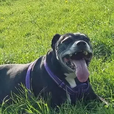 Staffordshire Bull Terrier