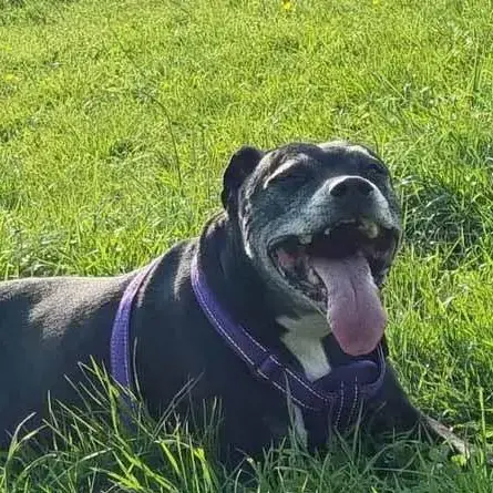 Staffordshire Bull Terrier