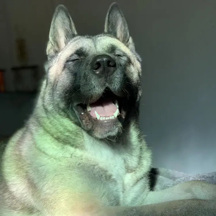 Japanese Akita