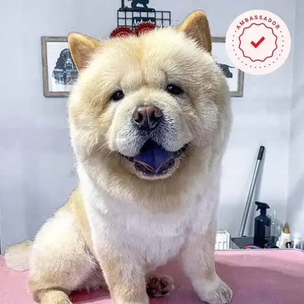 Chow chow