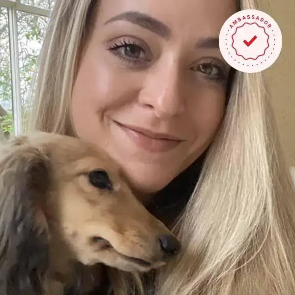 Miniature dachshund long haired