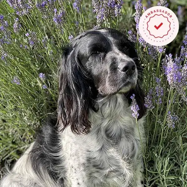 English Springer Spaniel