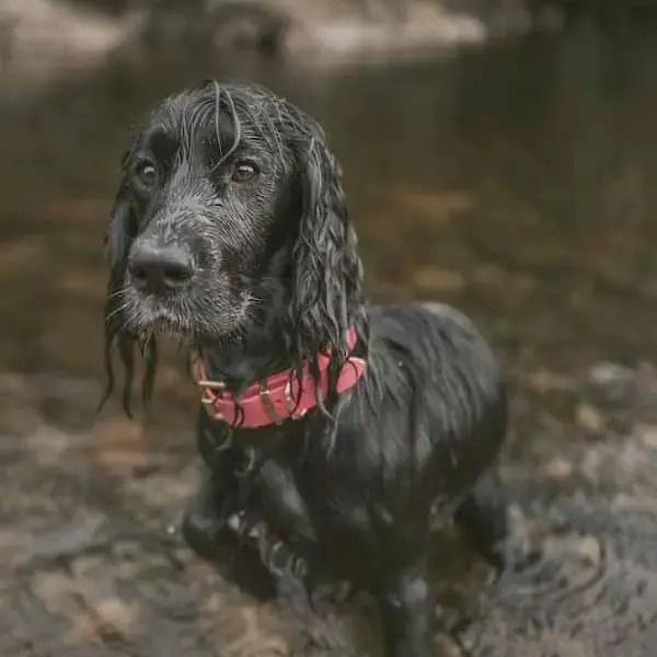 Springer Spaniel