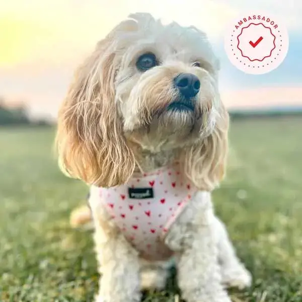Cavapoo