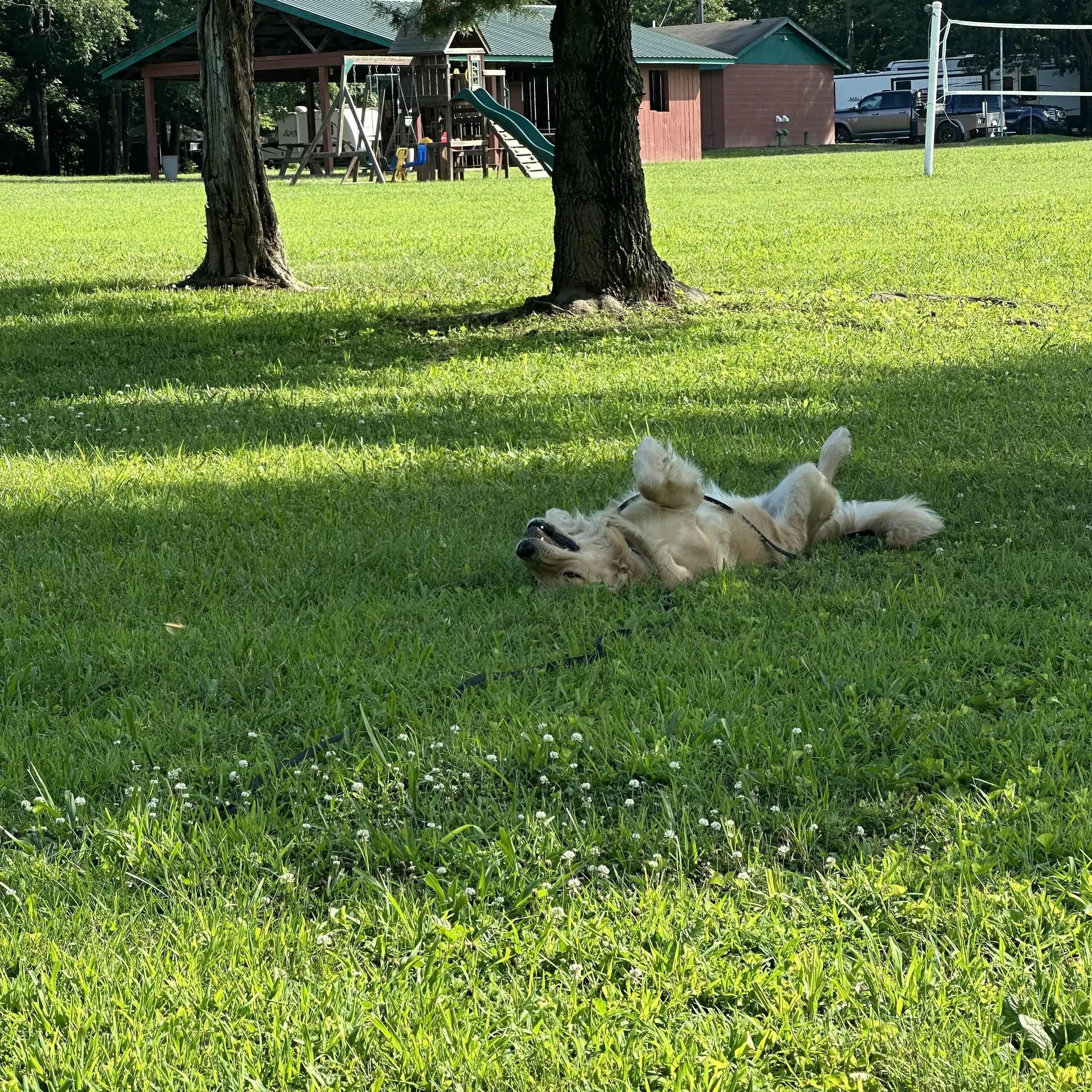 Golden Retriever