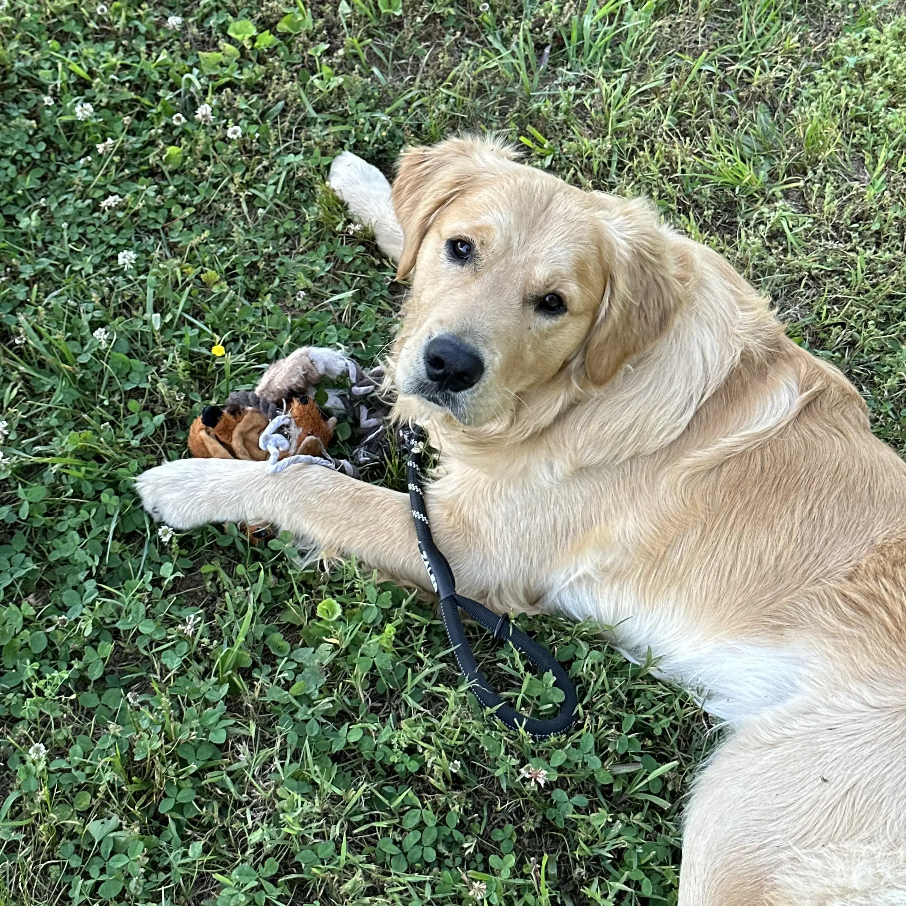Golden Retriever