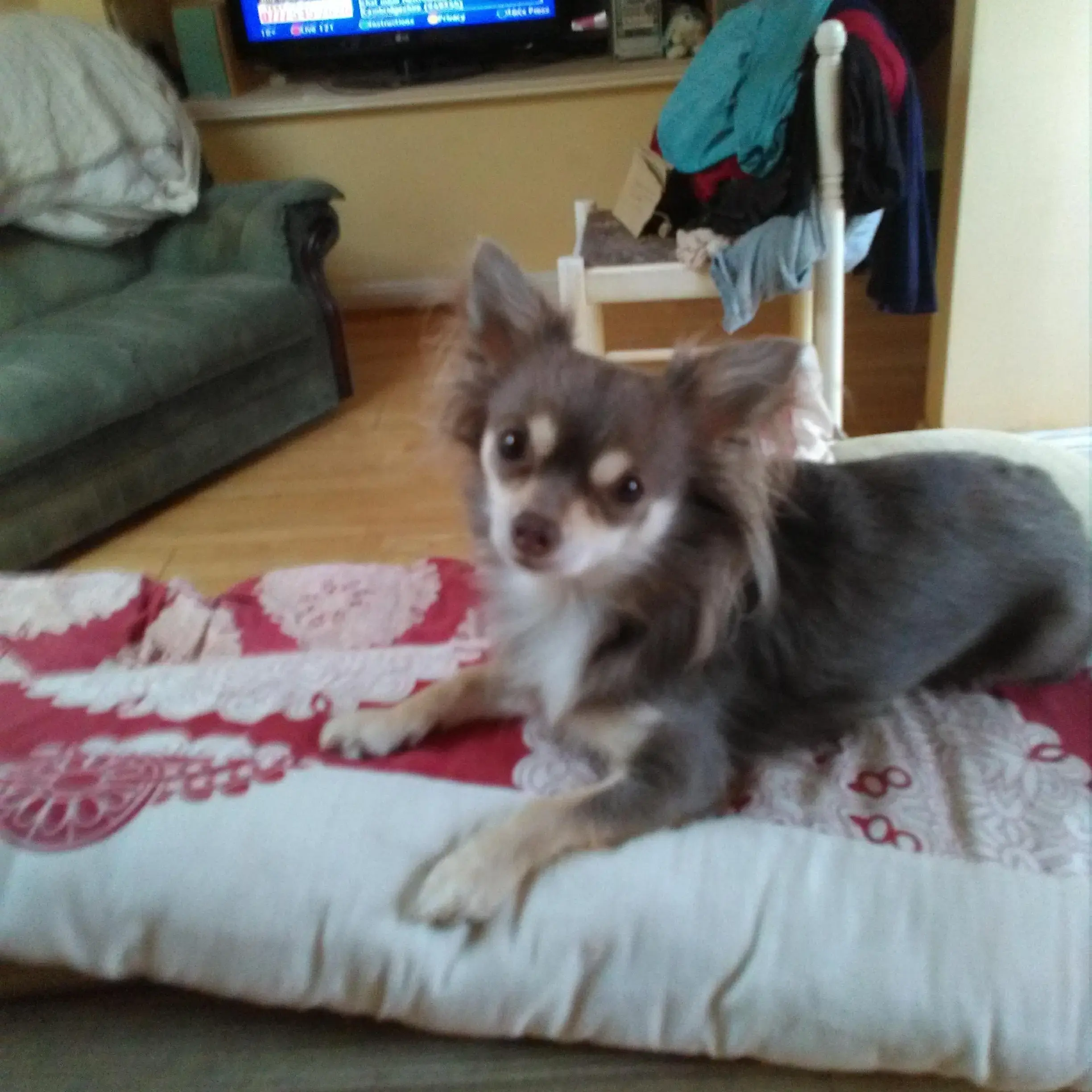 Chihuahua (Long Coat)