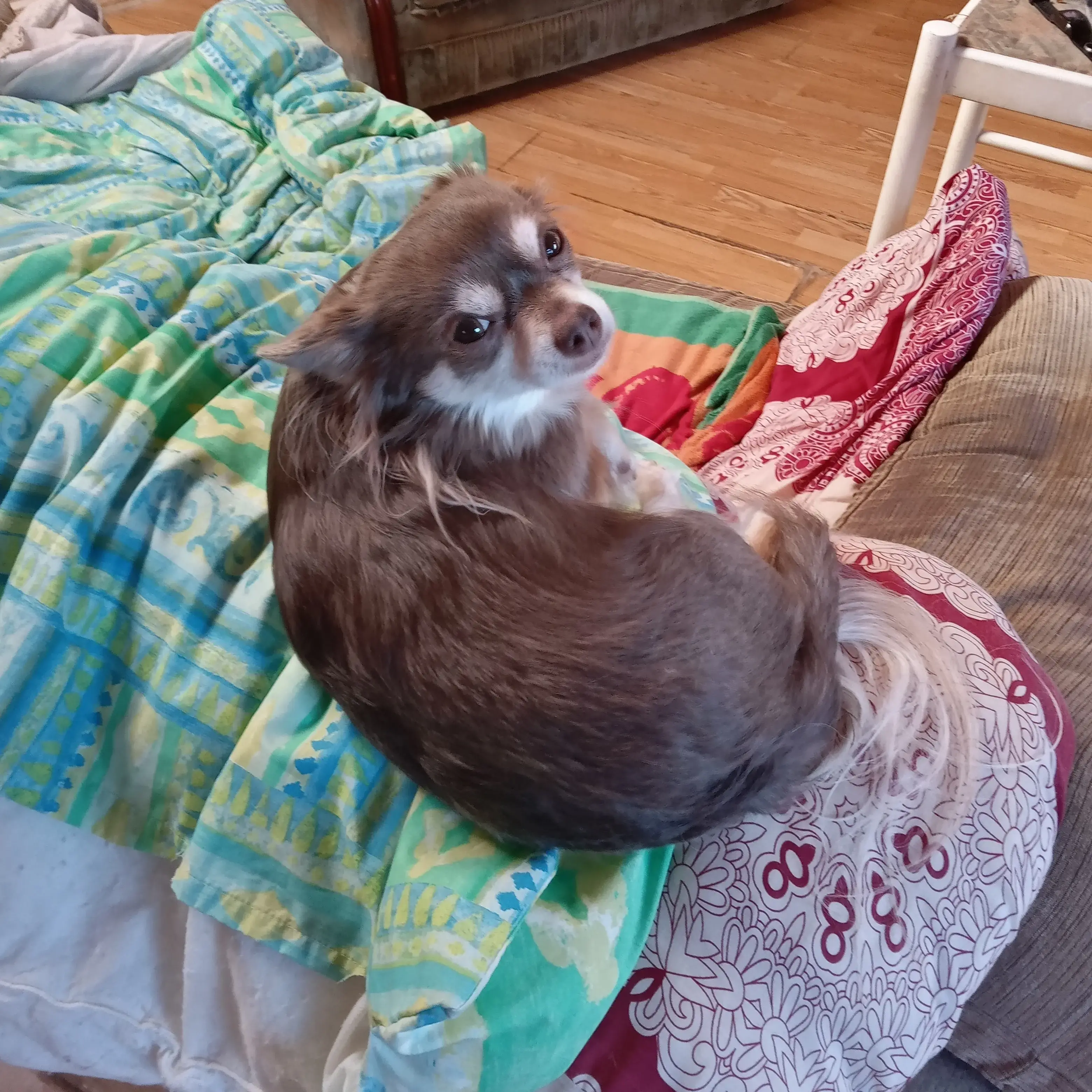 Chihuahua (Long Coat)