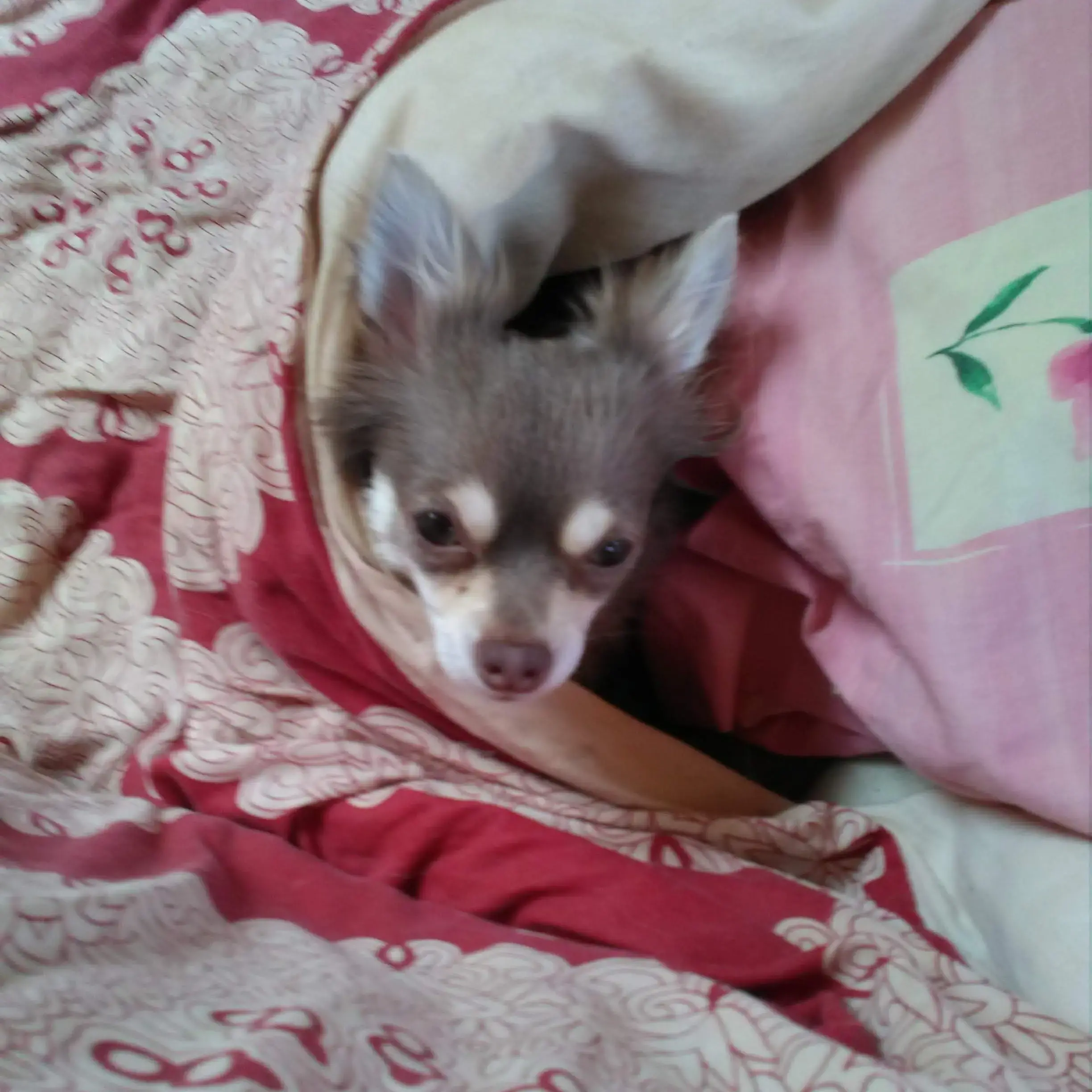 Chihuahua (Long Coat)